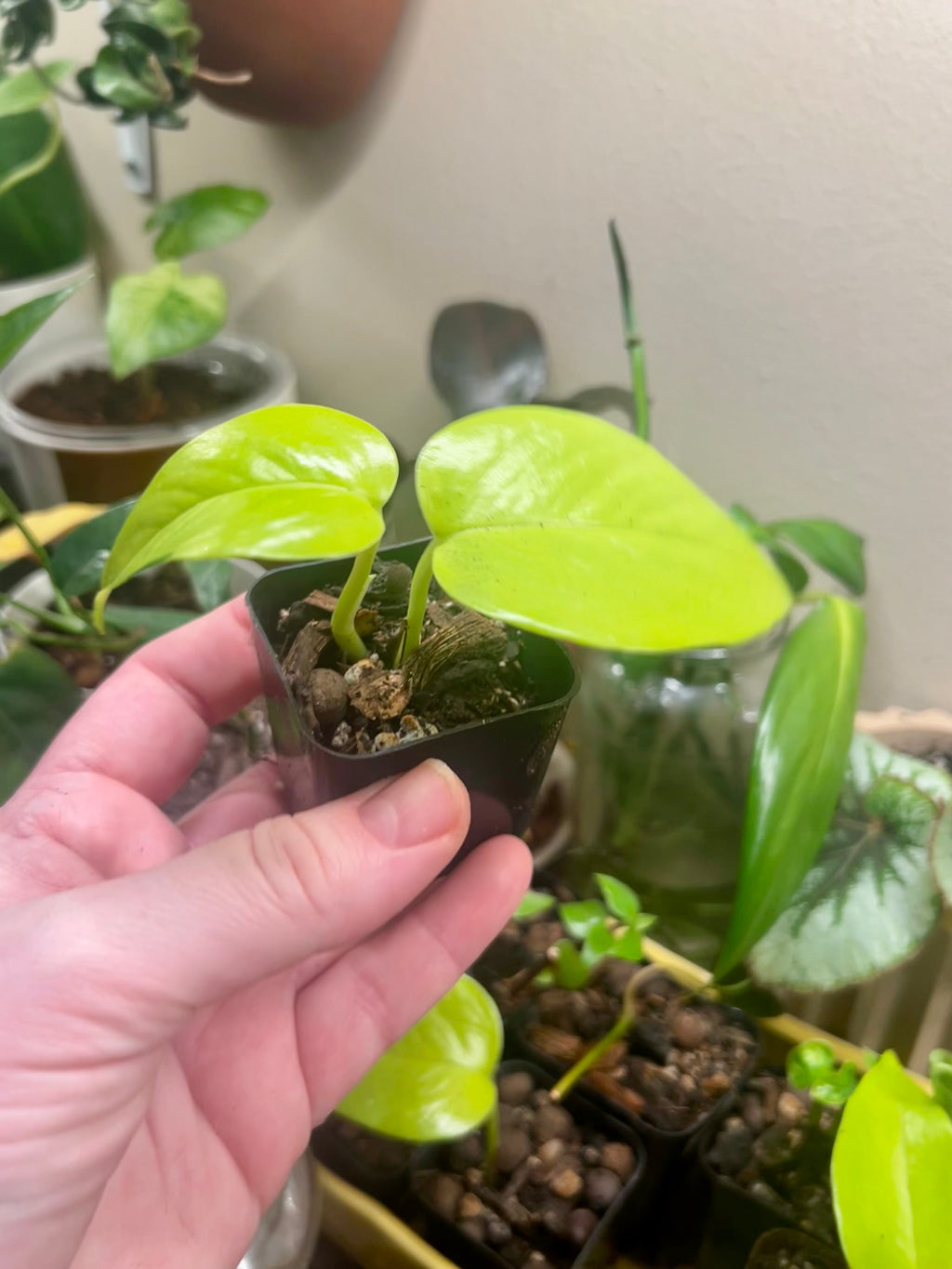 2” neon pothos