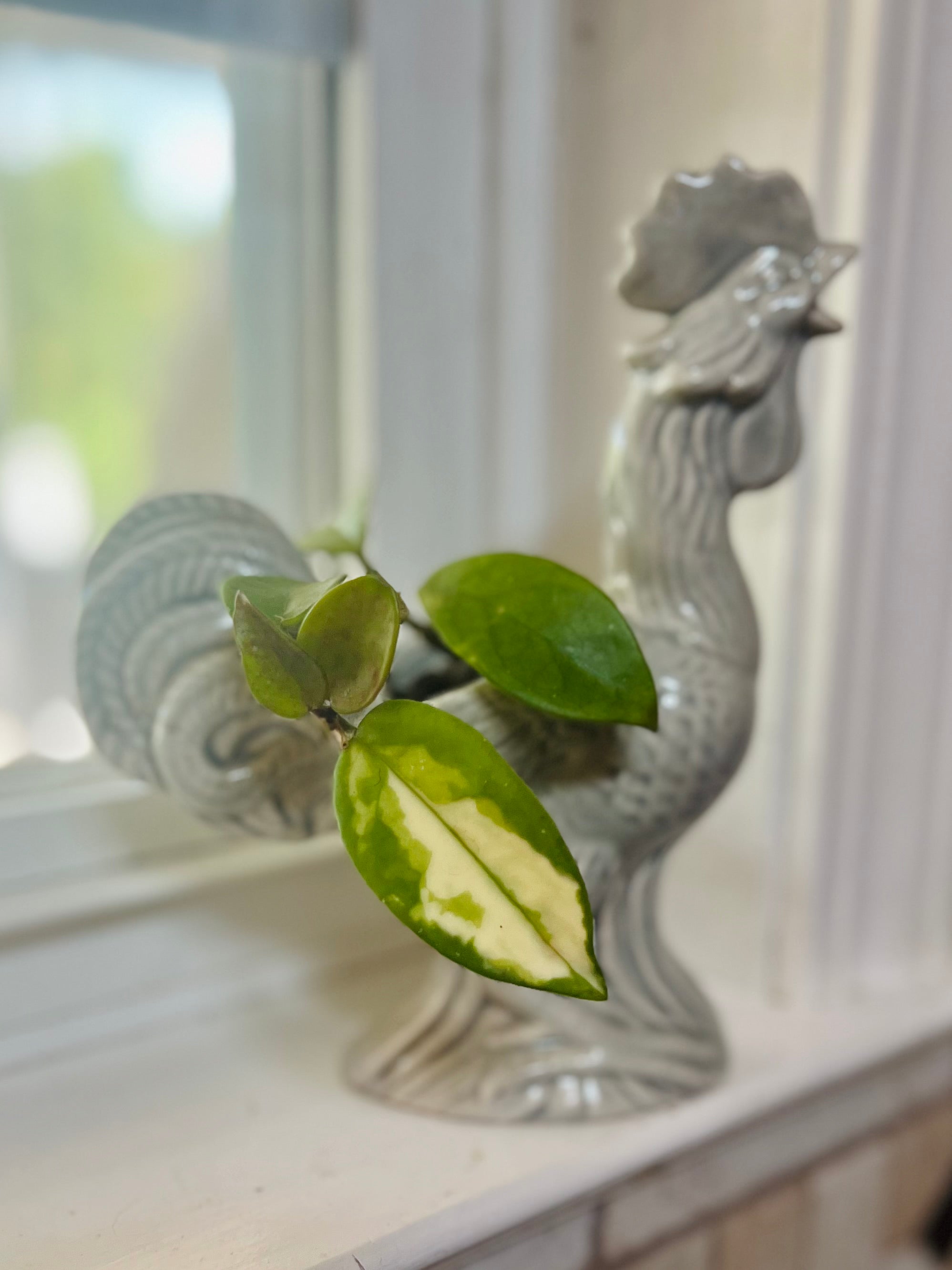 Hoya Krimson Queen + Ceramic Planter