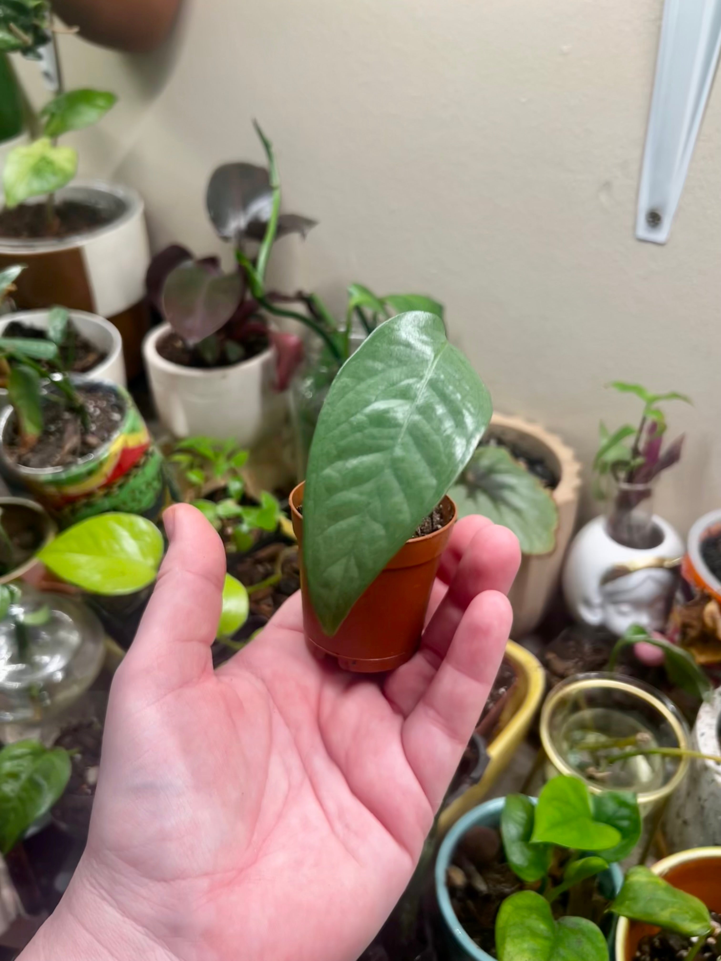 2” Epipremnum pinnatum Cebu Blue