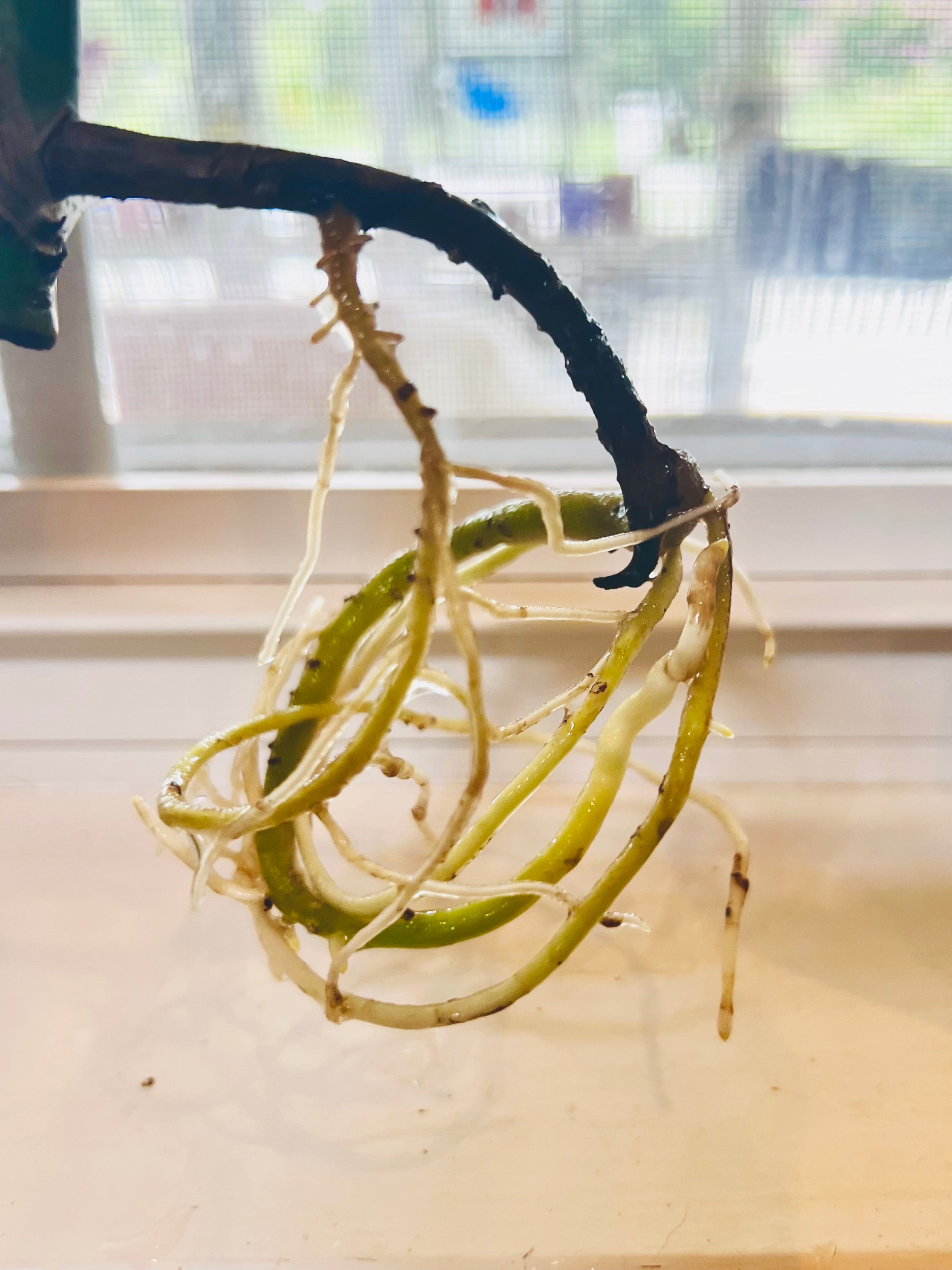 4” Monstera Aurea Starter Plant