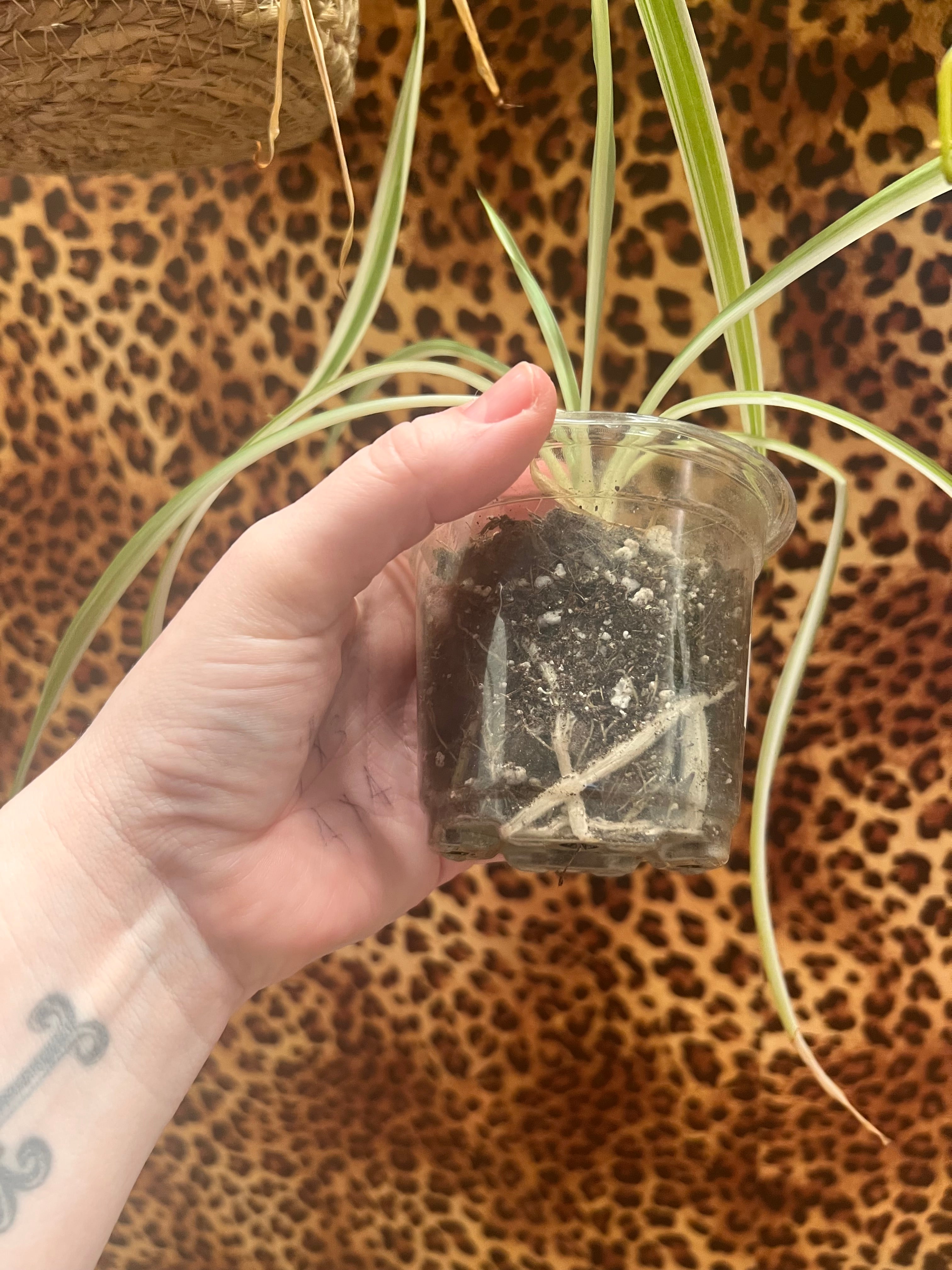 Spider starter plant