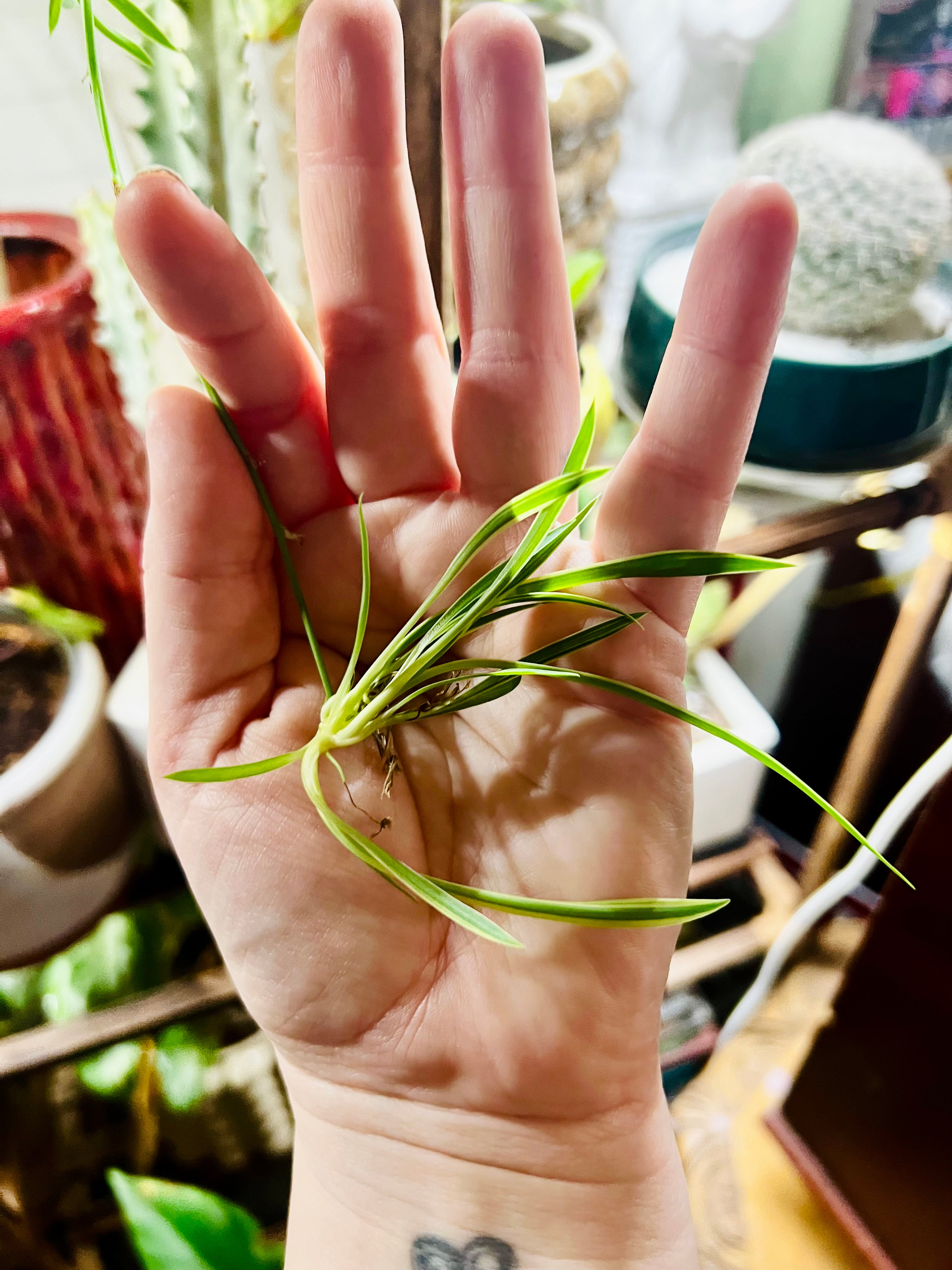 Spider starter plant