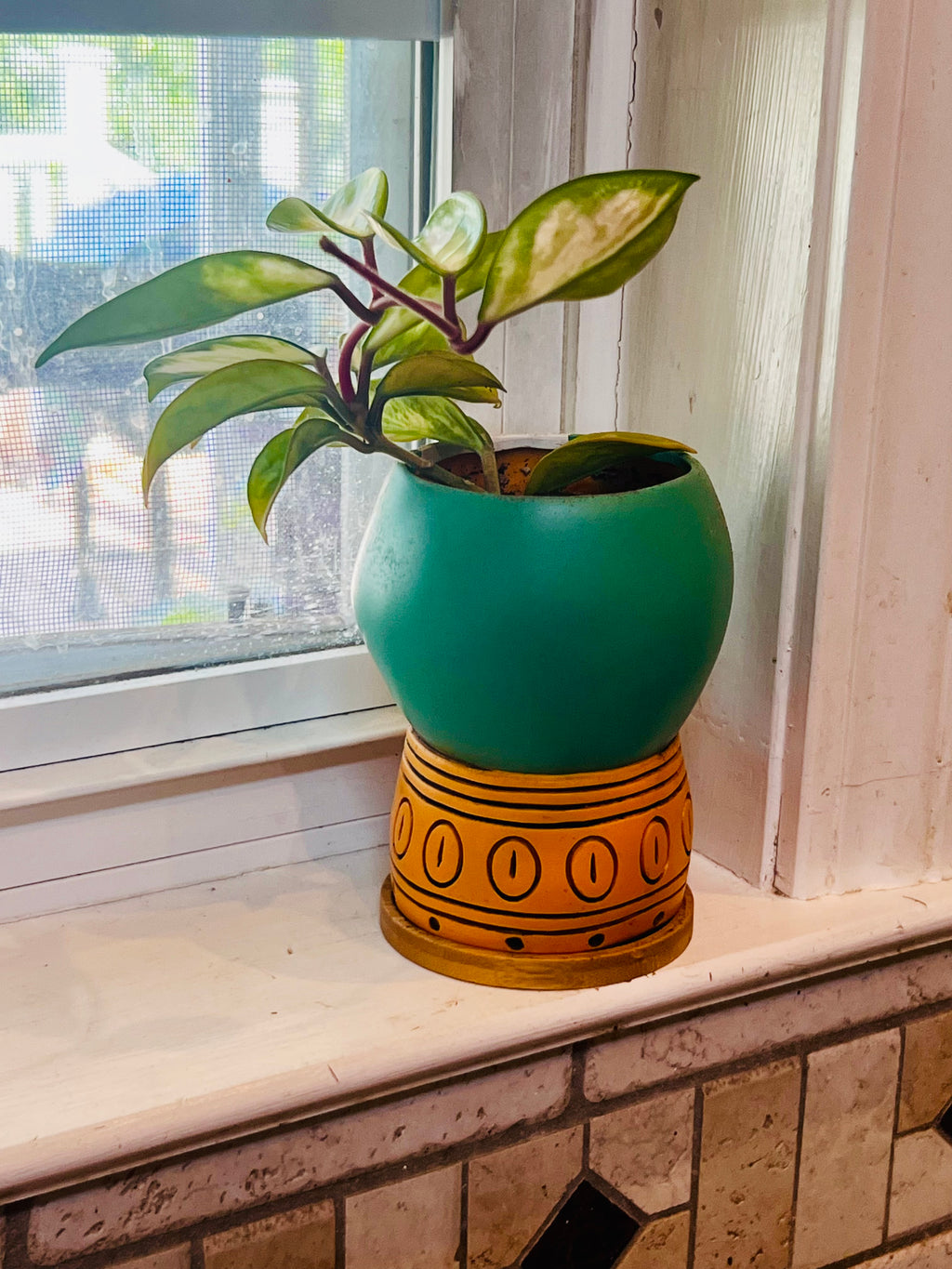 Hoya Tricolor + Planter