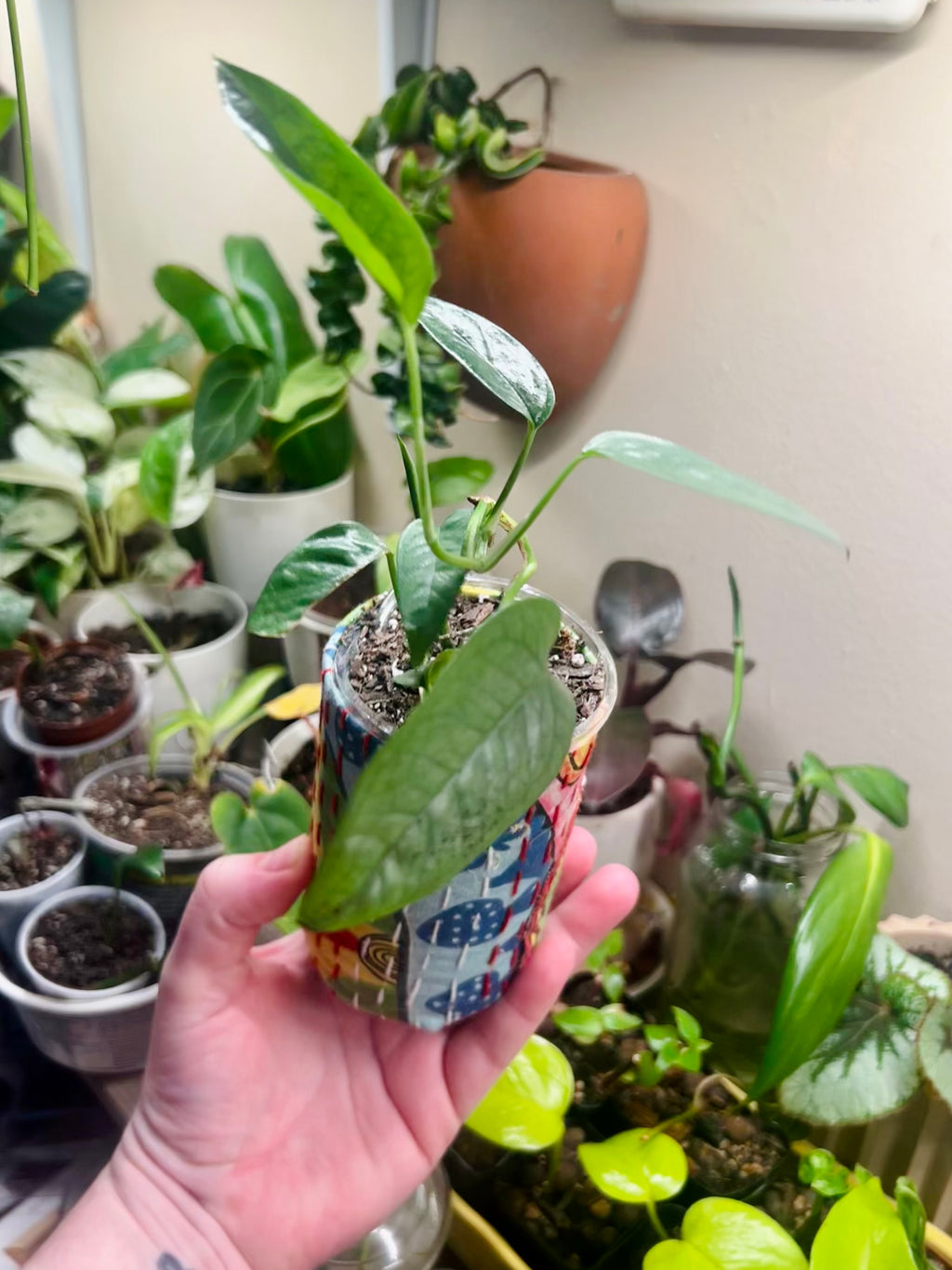 Epipremnum pinnatum Cebu Blue + upcycled pot