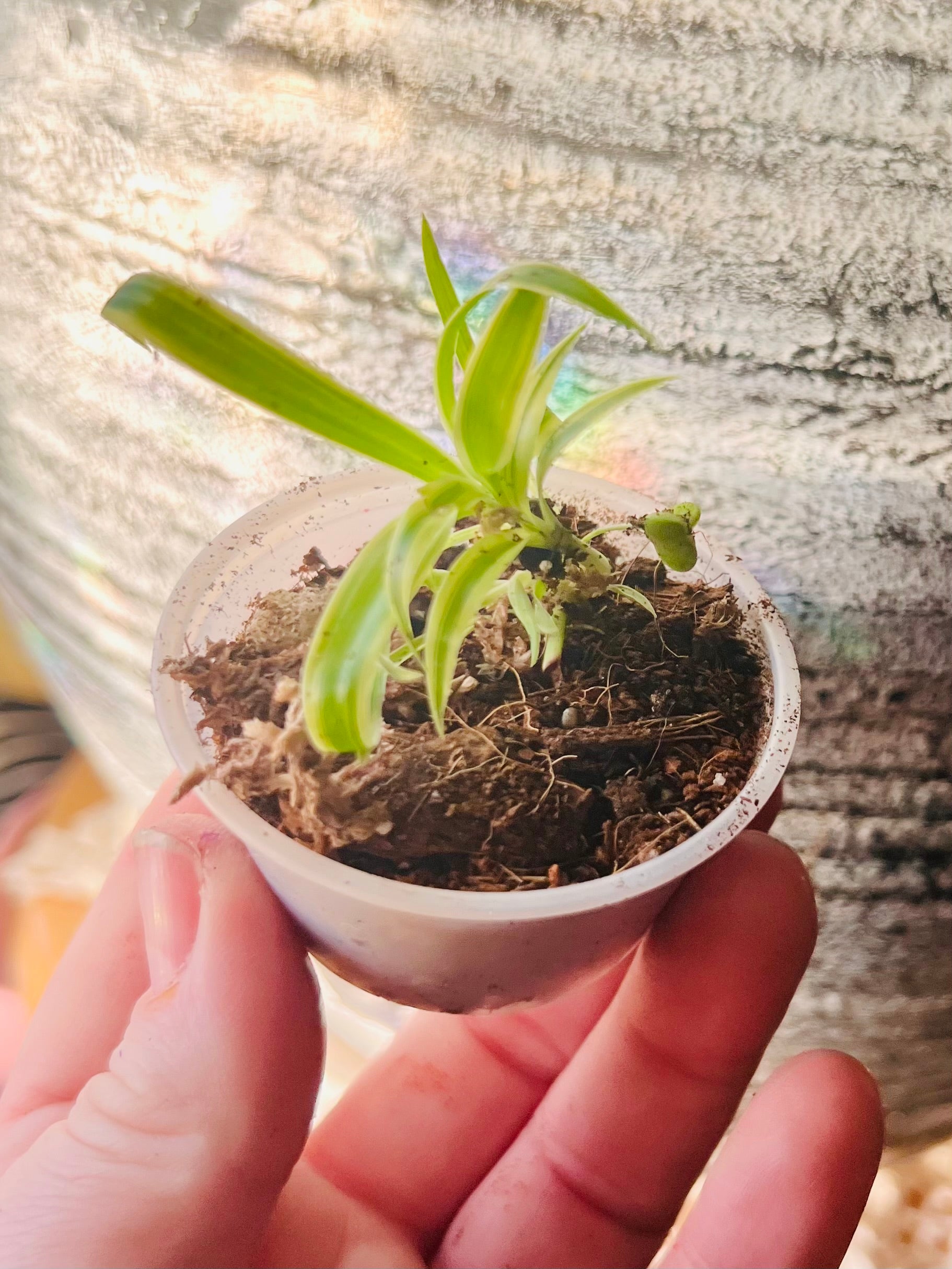 Spider starter plant
