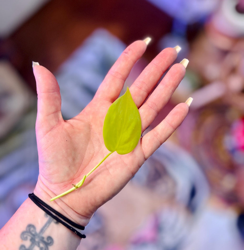 Trailing Neon Philodendron starter plant • rooted propagated node • cuttings available