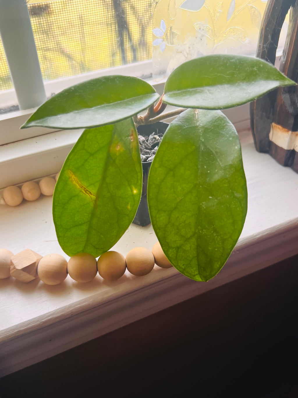 2” Hoya Crimson Queen