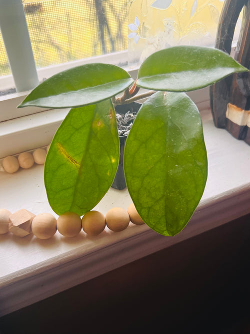 2” Hoya Crimson Queen