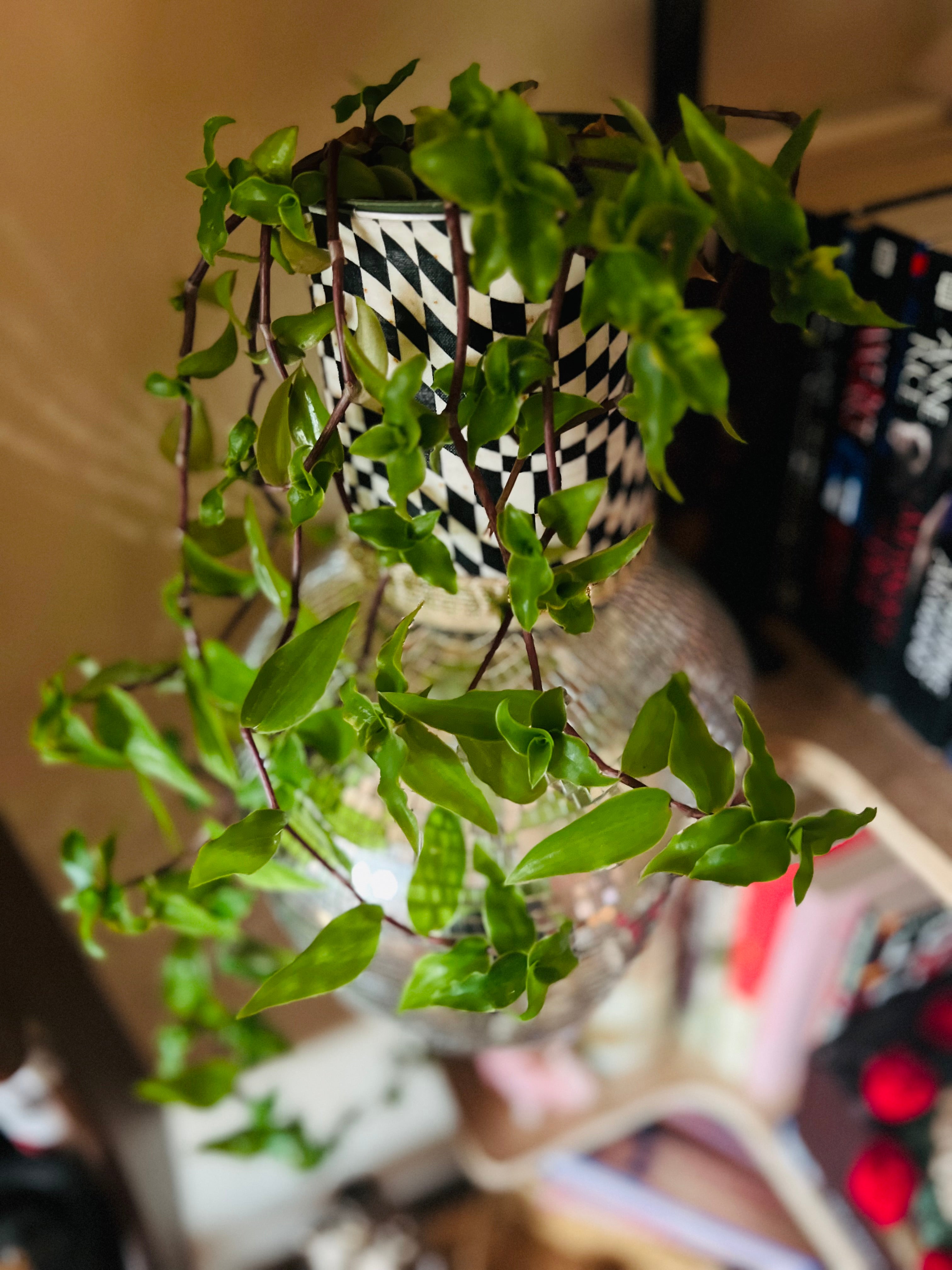 4”  Tradescantia Fluminensis (turtle vine or small leaf spiderwort) + upcycled pot