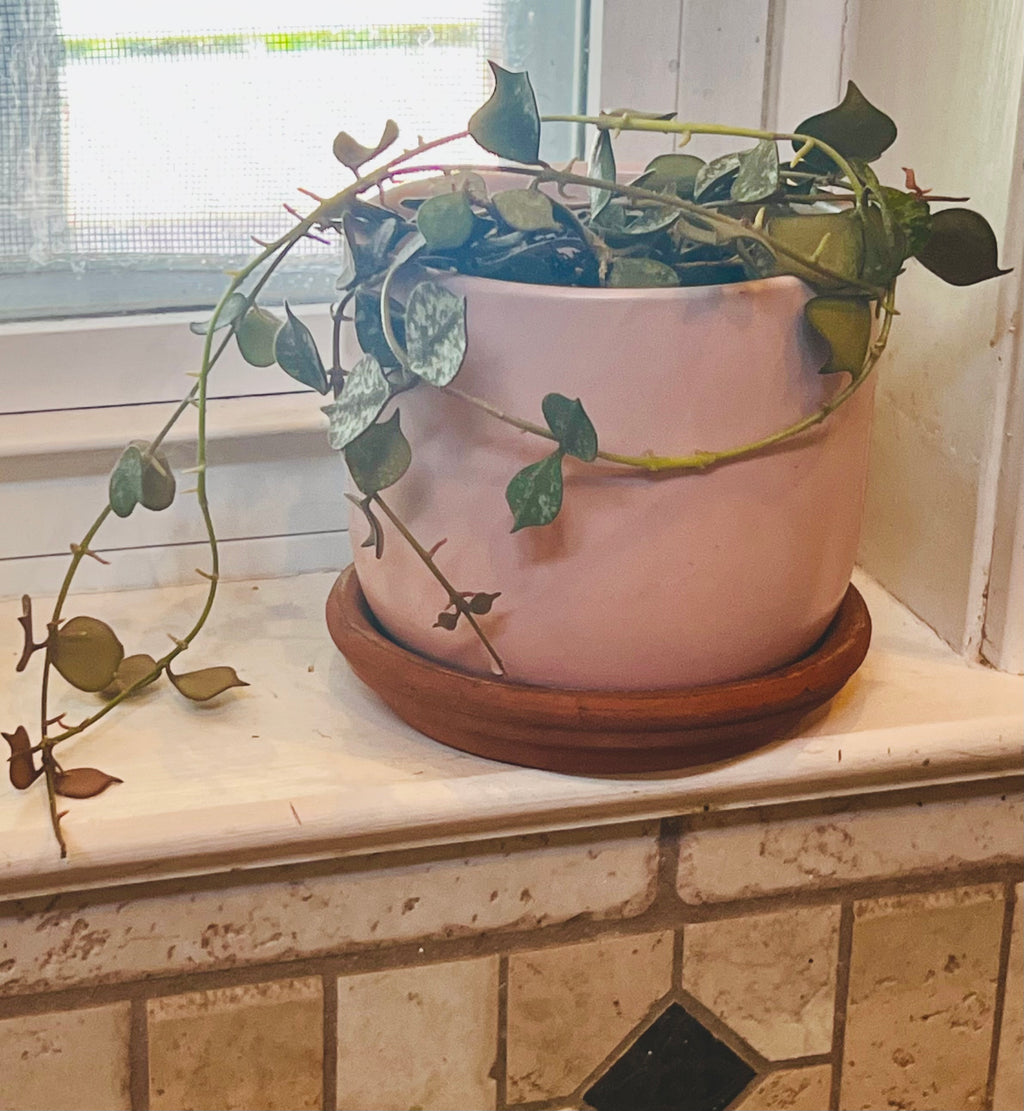 Hoya Curtisii + Planter