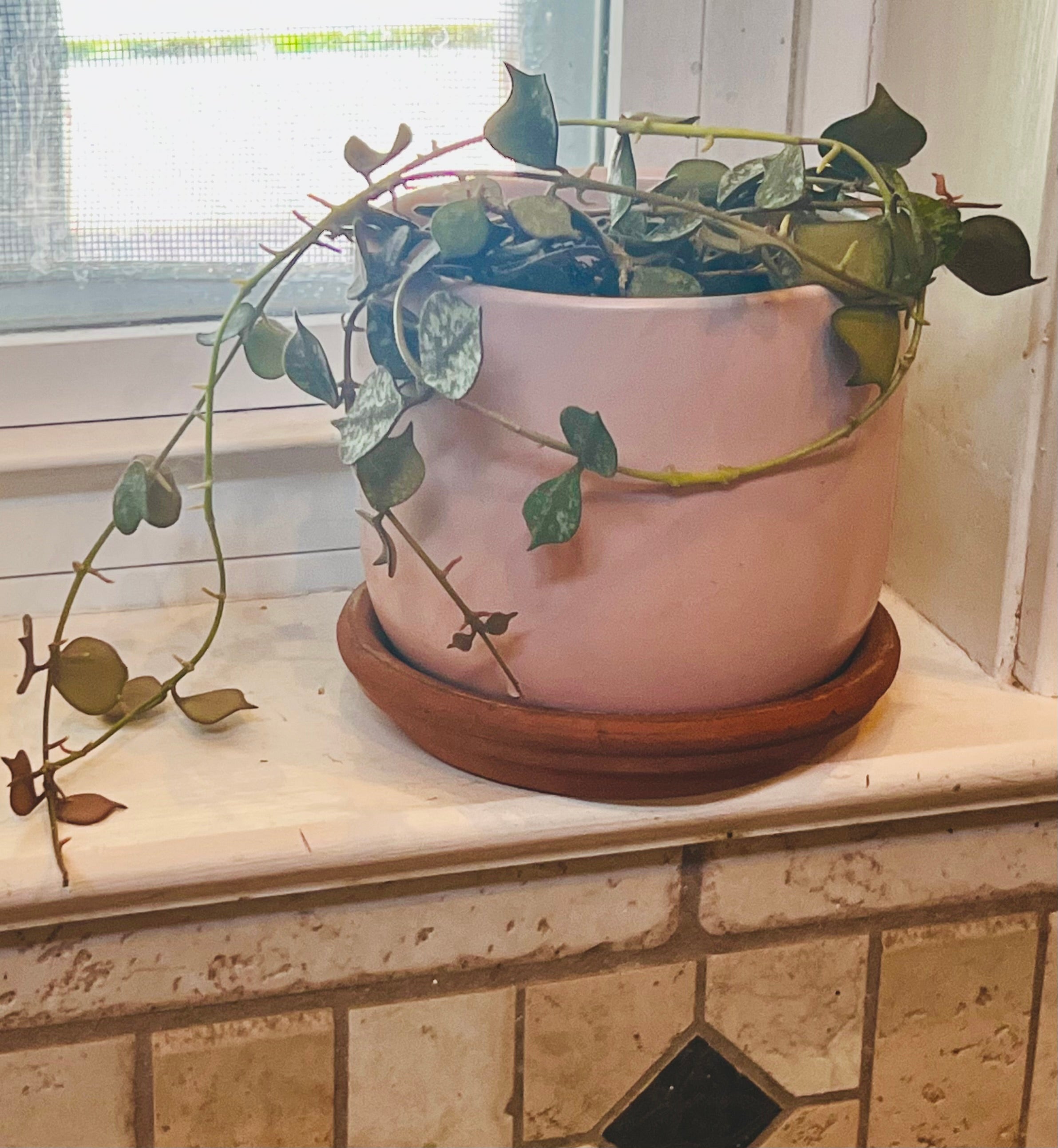 Hoya Curtisii + Planter