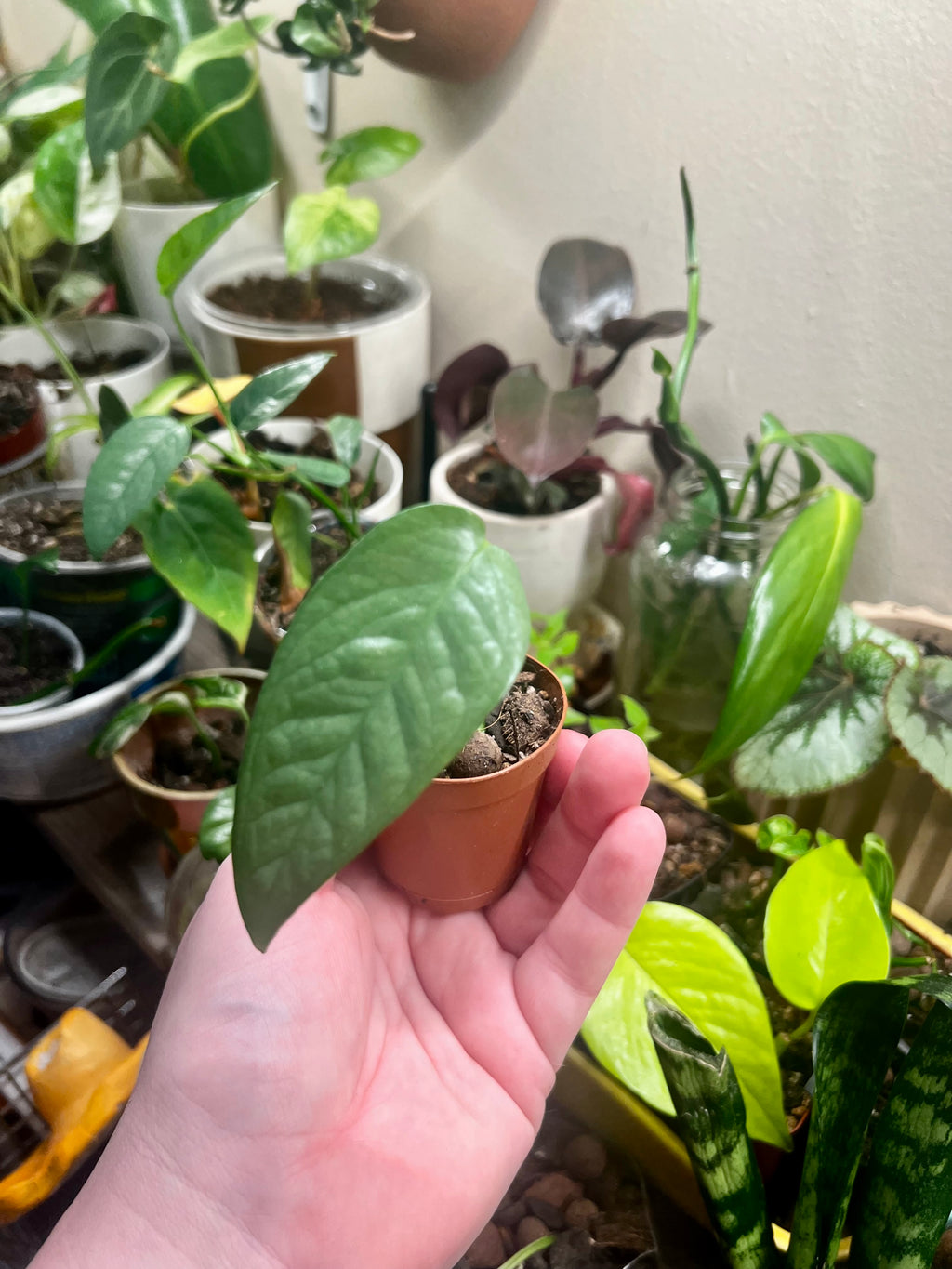 2” Epipremnum pinnatum Cebu Blue