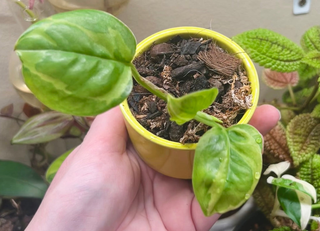 2” Global Green Pothos + Ceramic pot