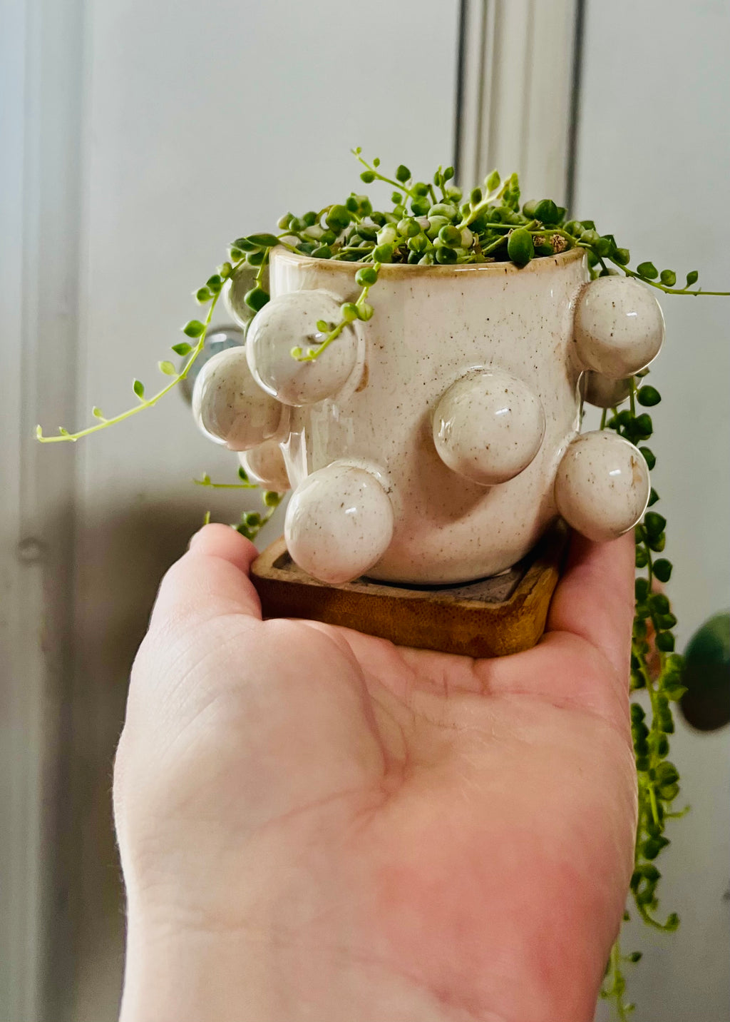 Variegated String of Pearls + Planter