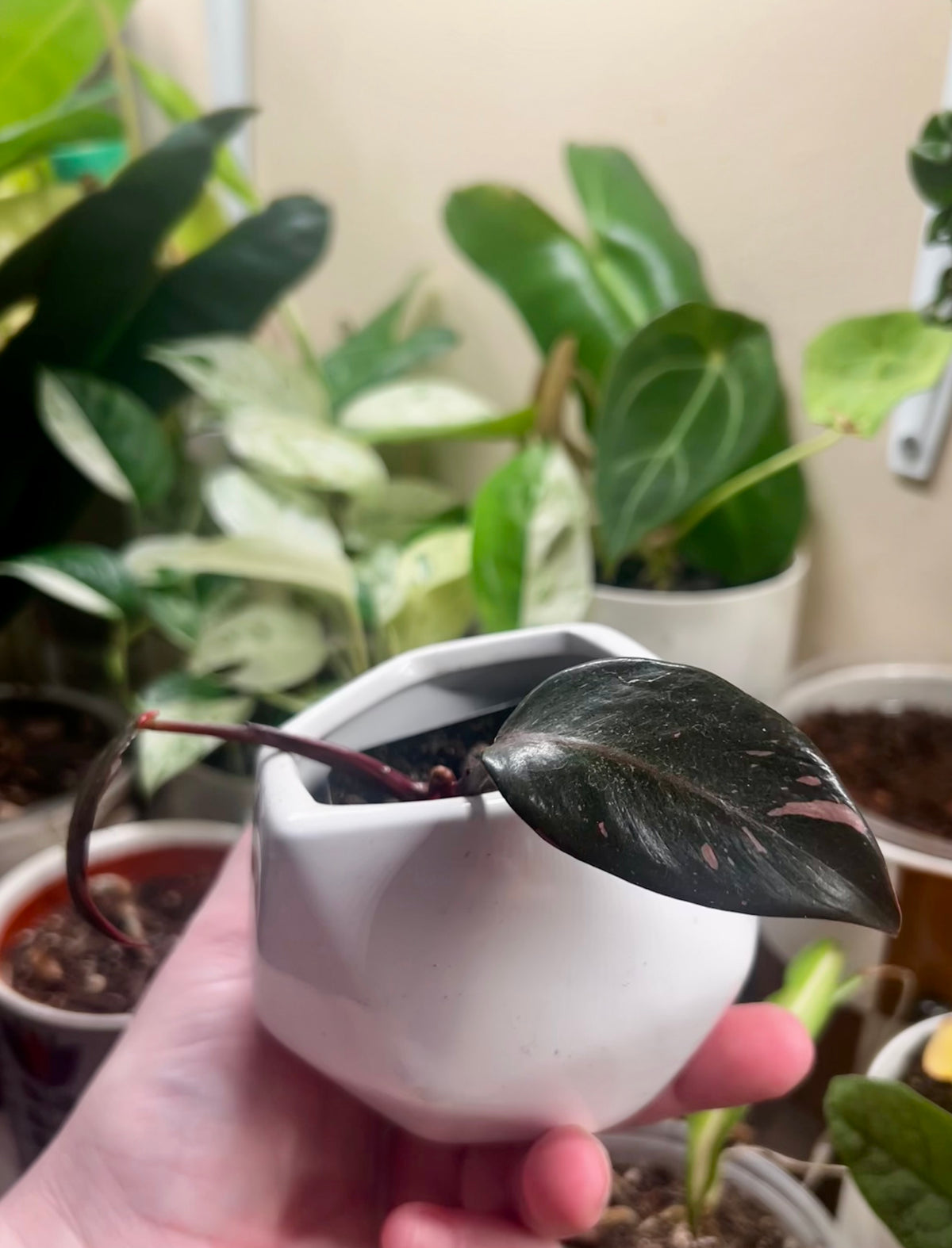 2” Pink Princess Philodendron + Ceramic pot