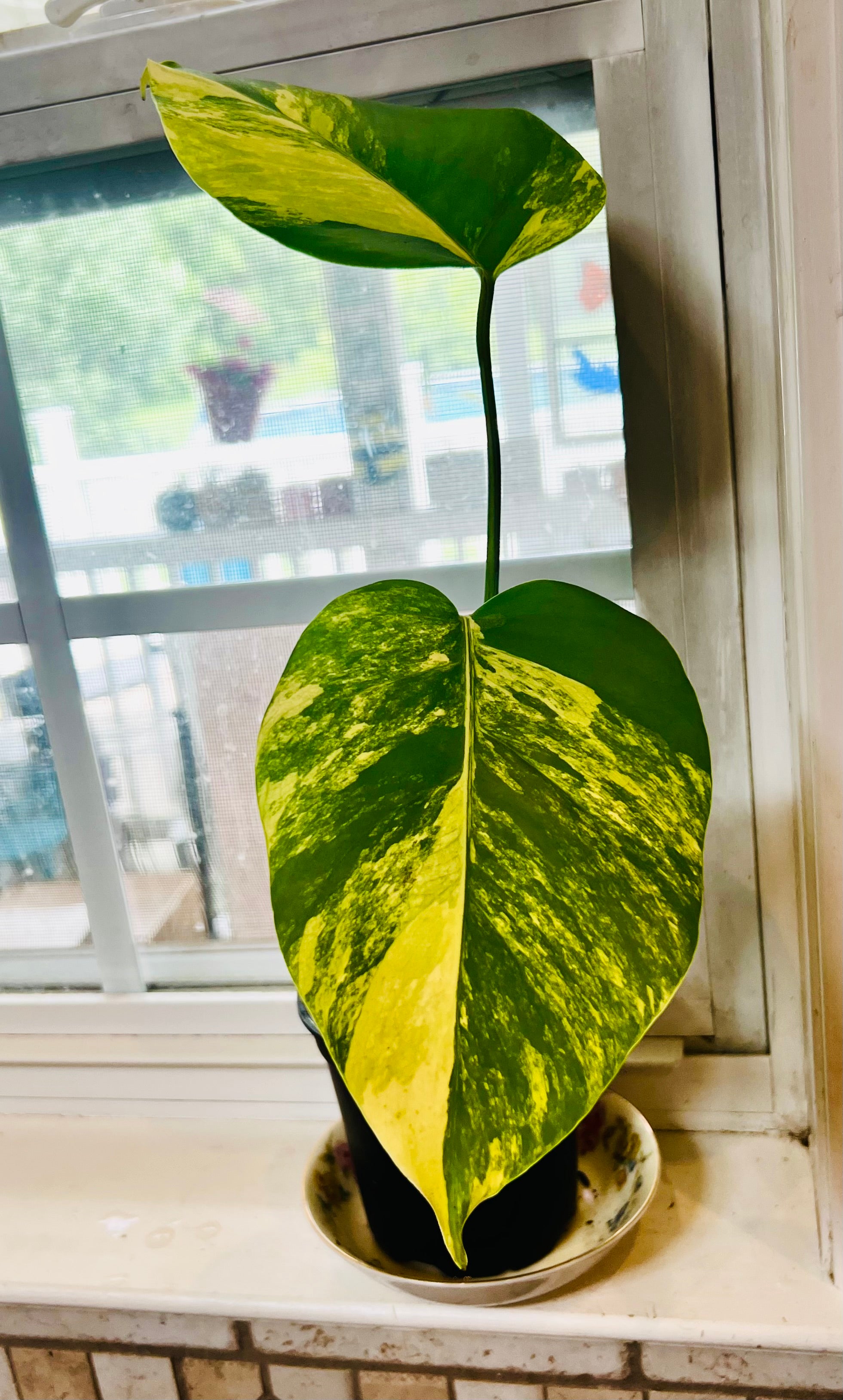 4” Monstera Aurea Starter Plant