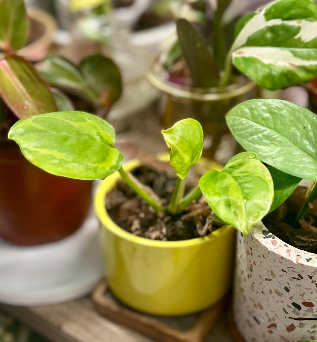 2” Global Green Pothos + Ceramic pot