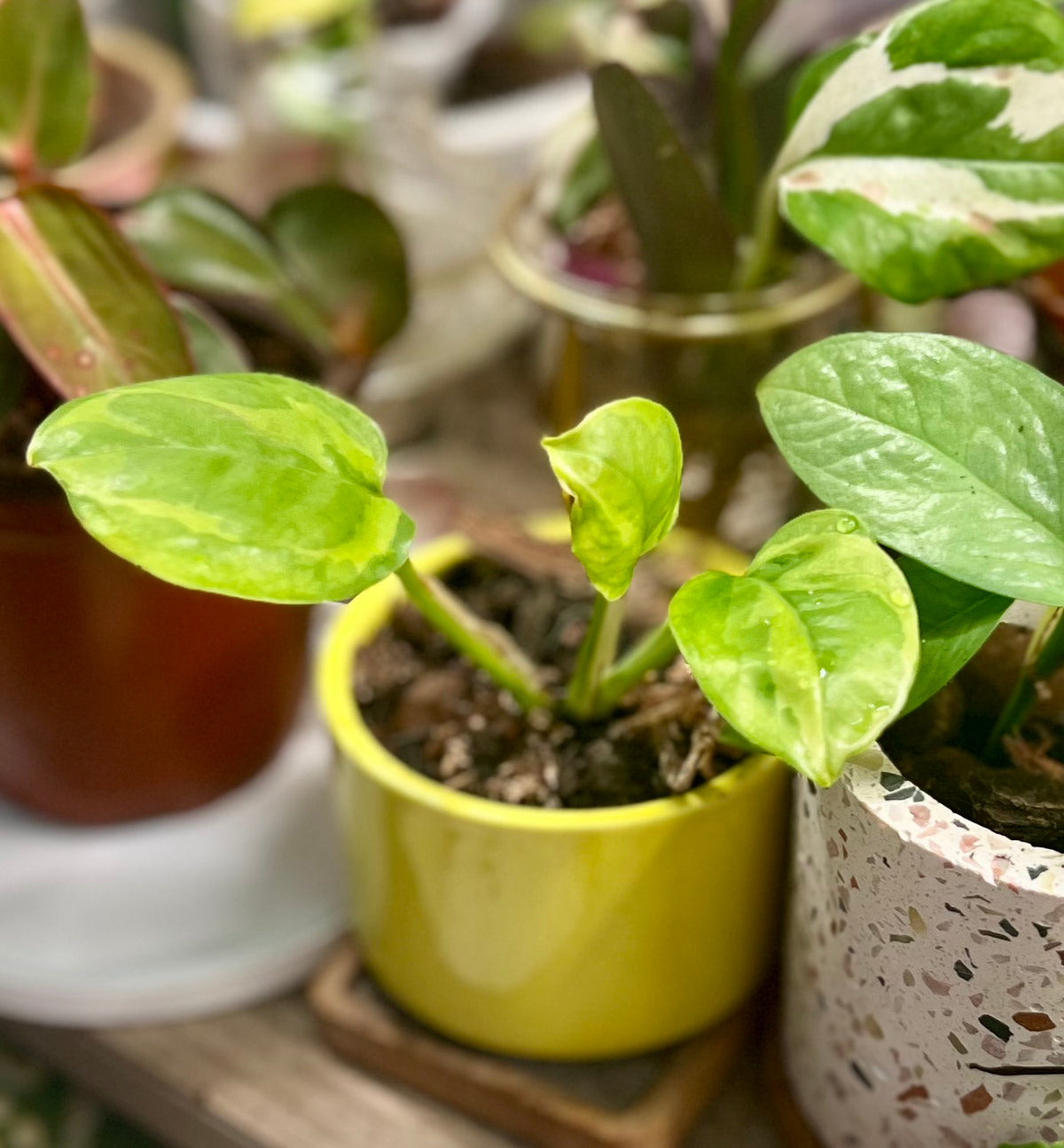 2” Global Green Pothos + Ceramic pot