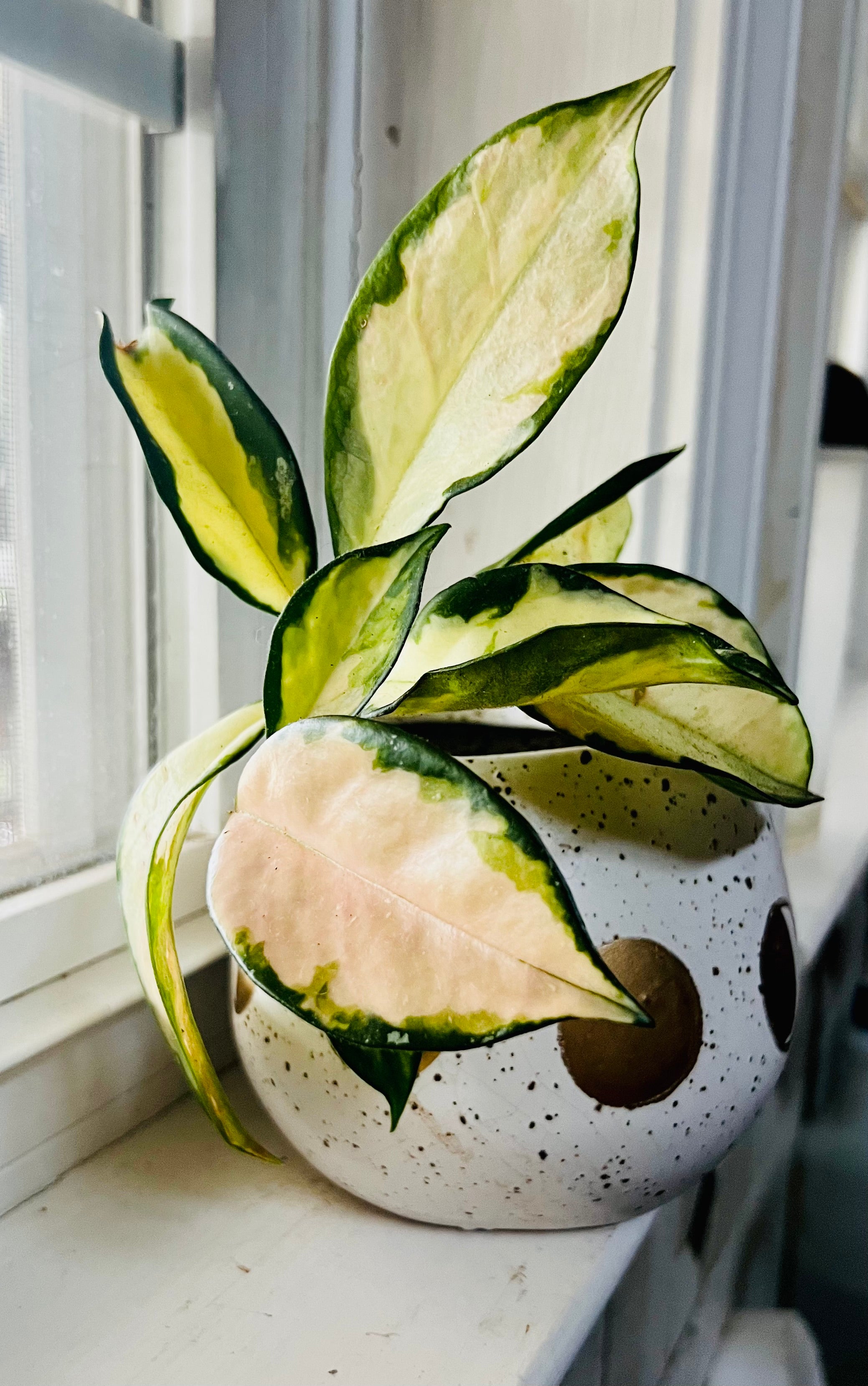 Hoya Krimson Queen + 4.5 Ceramic Planter