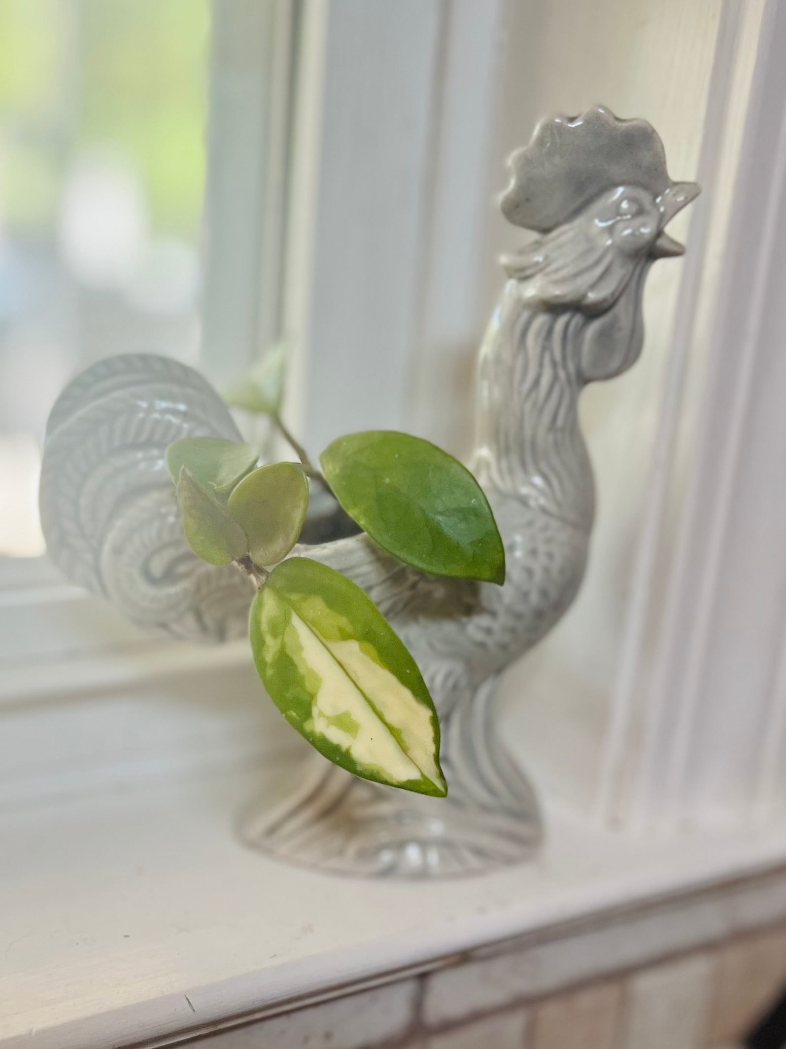 Hoya Krimson Queen + Ceramic Planter