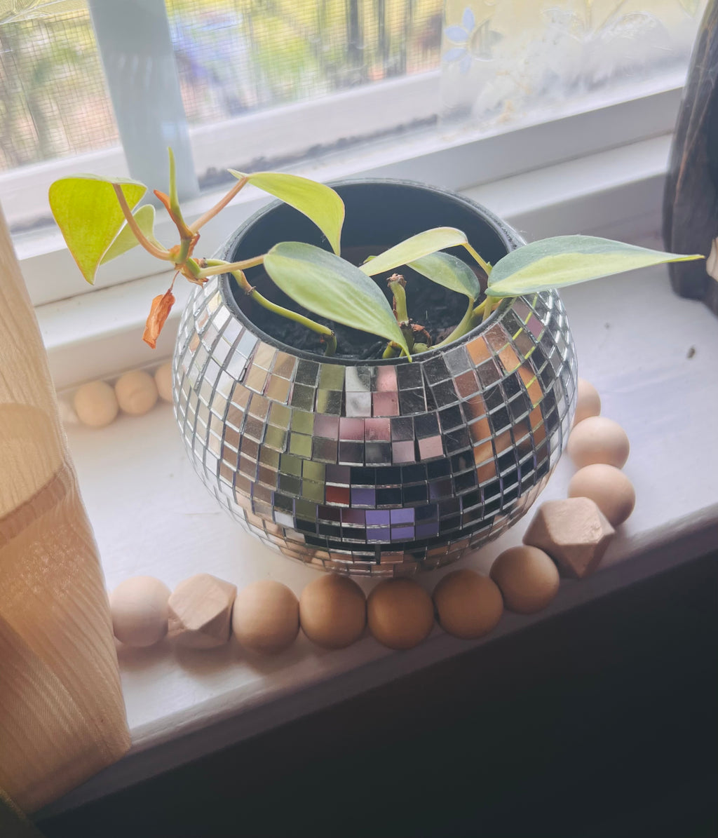 3” Philodendron Brasil + Disco Planter Pot