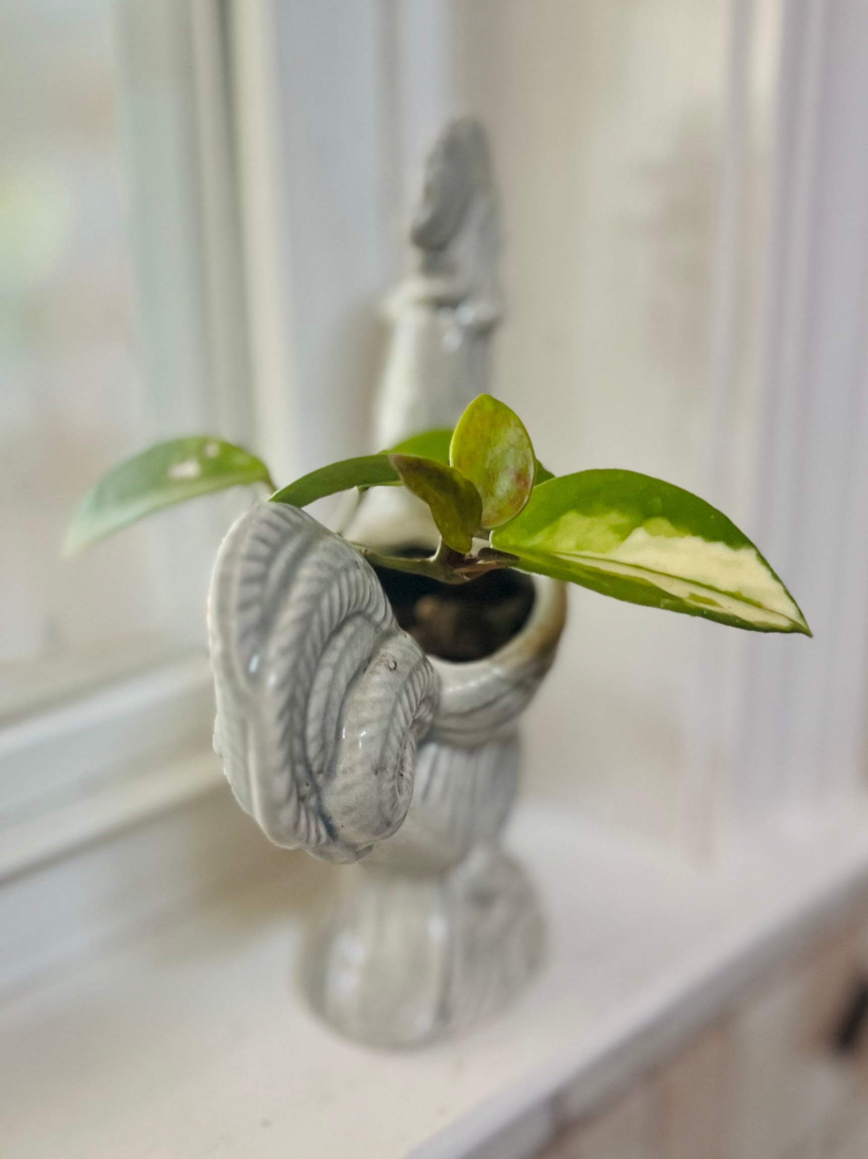 Hoya Krimson Queen + Ceramic Planter