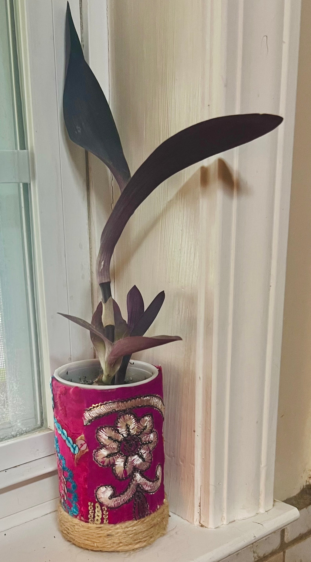 3”  Tradescantia pallida (Purple Heart) + upcycled pot