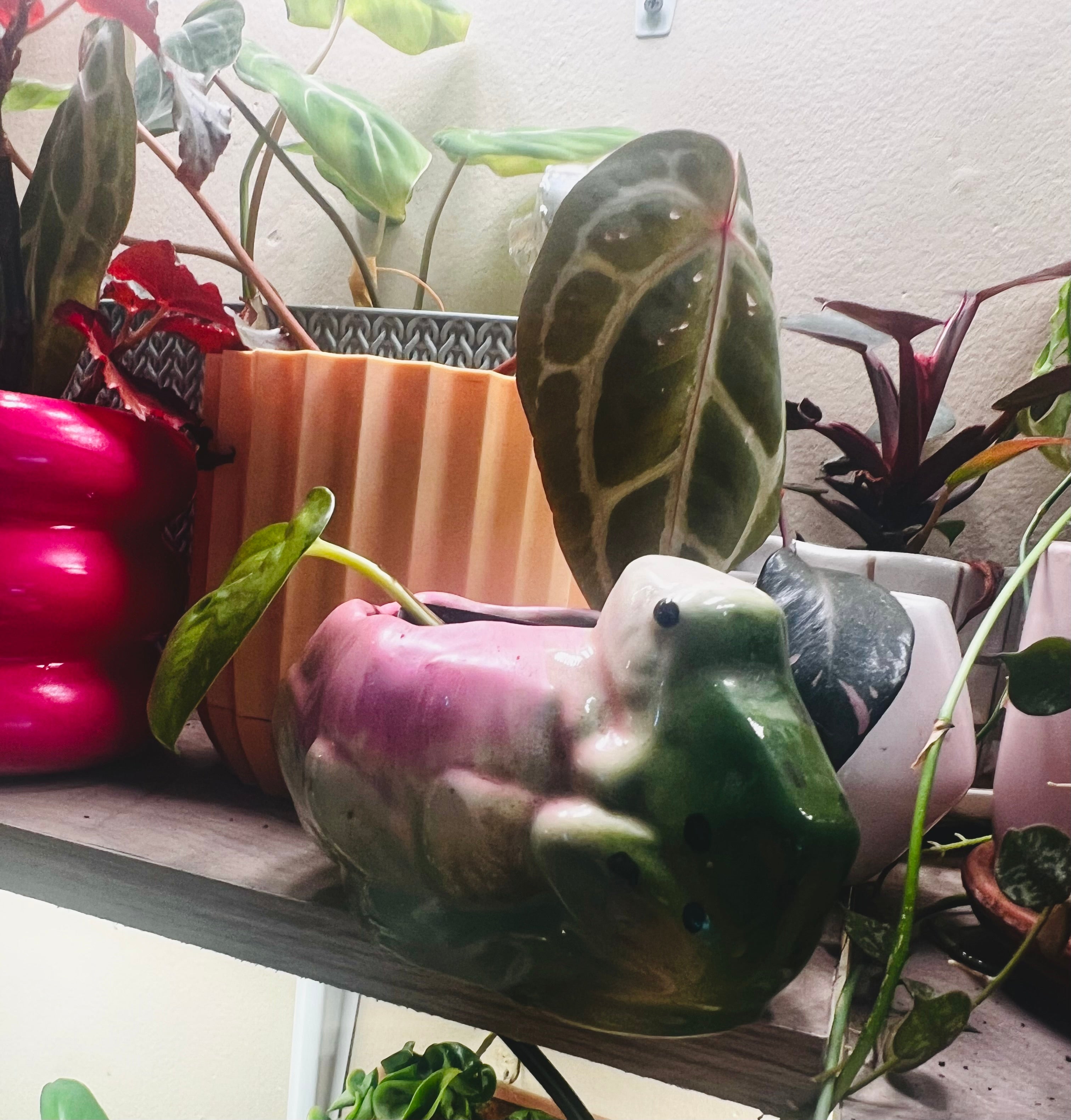 2” Global Green Pothos + Vintage Frog Pot