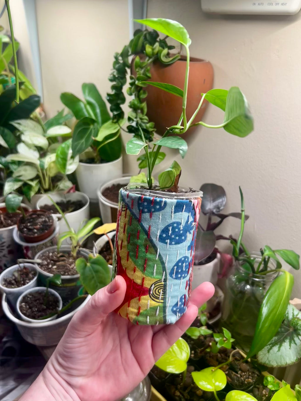 Epipremnum pinnatum Cebu Blue + upcycled pot