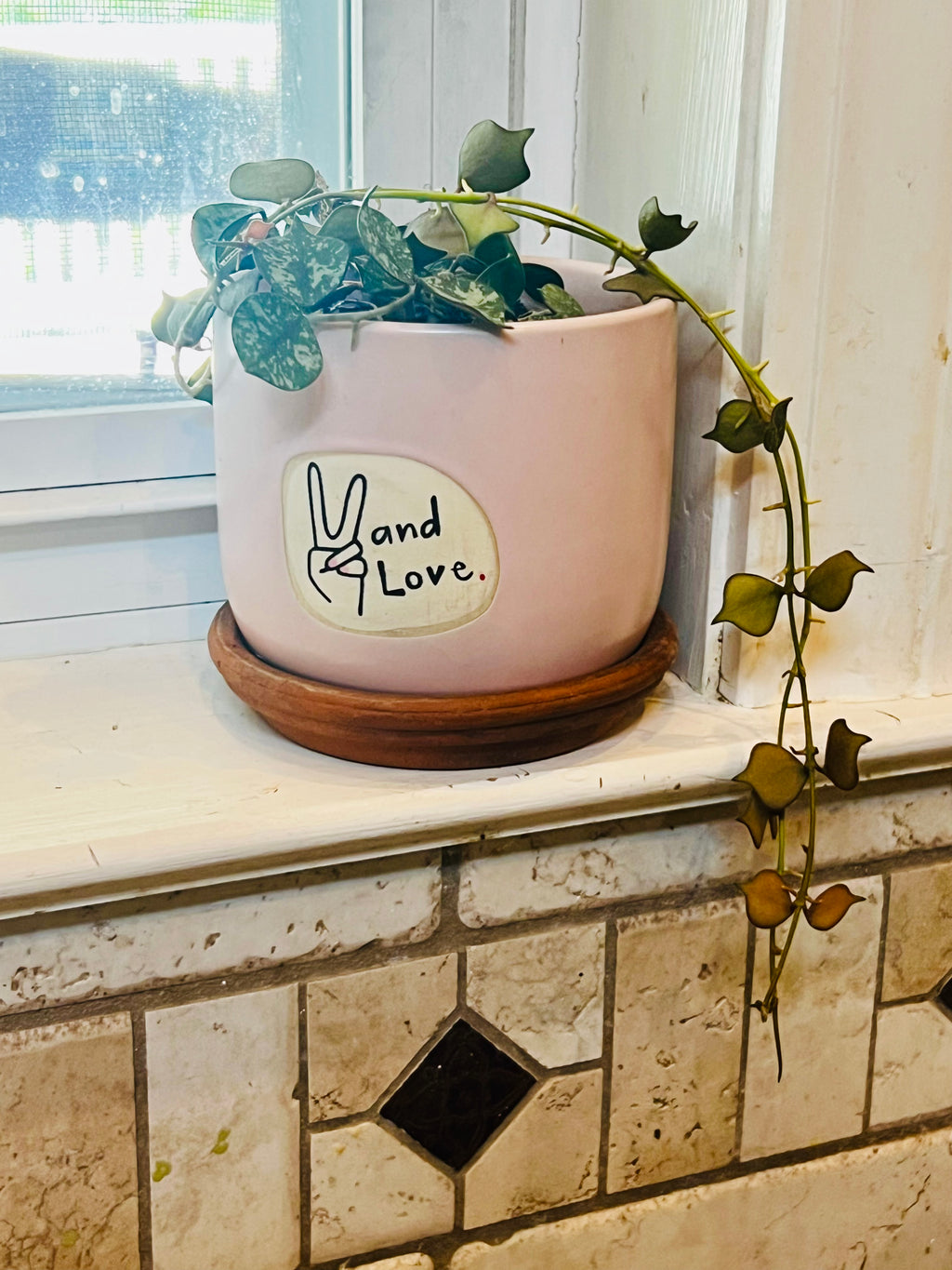 Hoya Curtisii + Planter