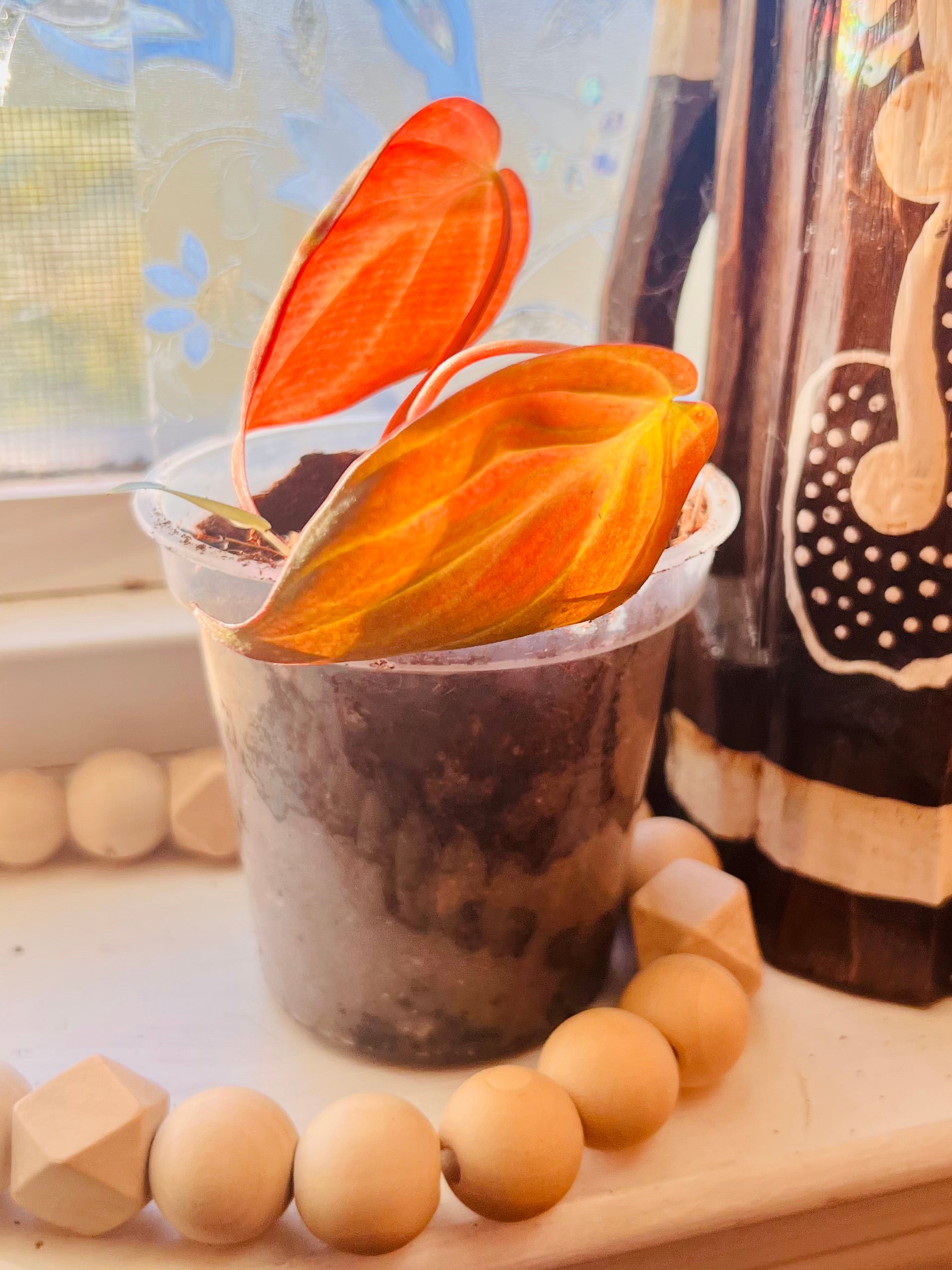 3” Rooted Micans Philodendron Starter Plant