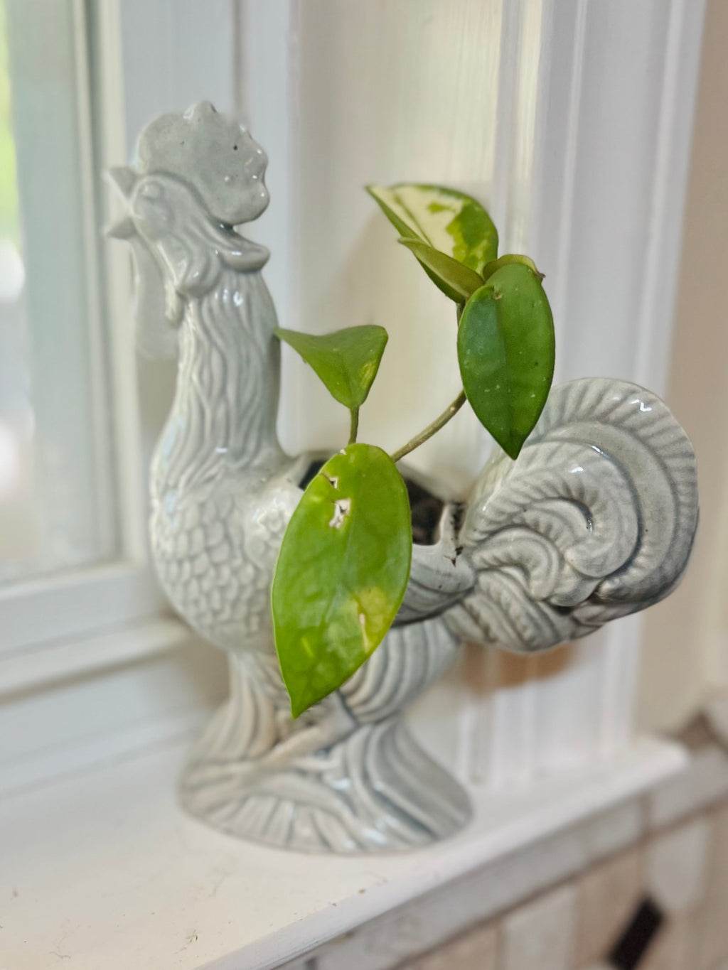 Hoya Krimson Queen + Ceramic Planter