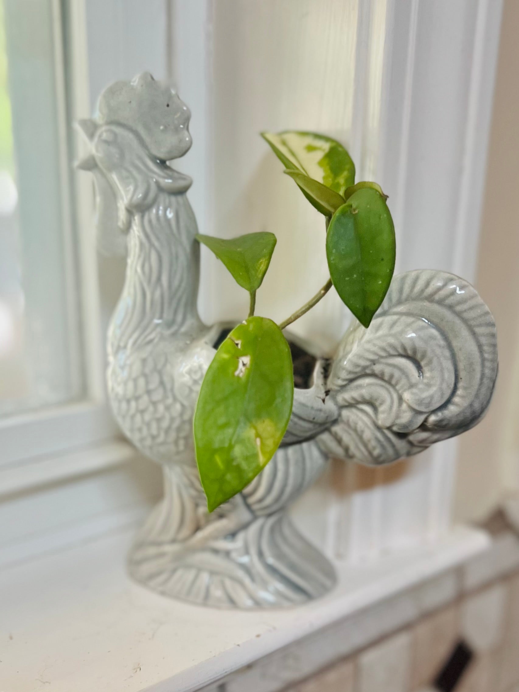 Hoya Krimson Queen + Ceramic Planter