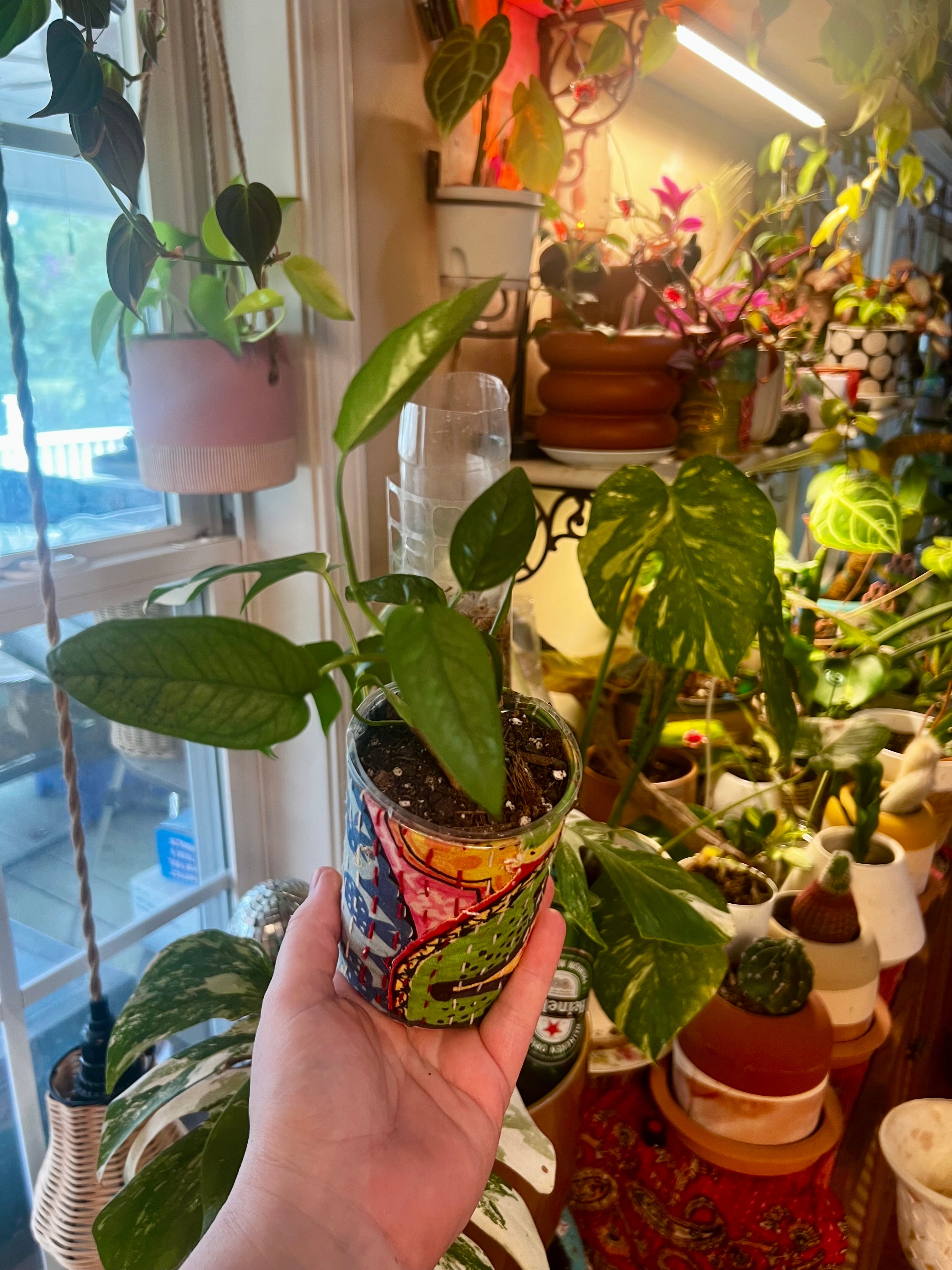 Epipremnum pinnatum Cebu Blue + upcycled pot