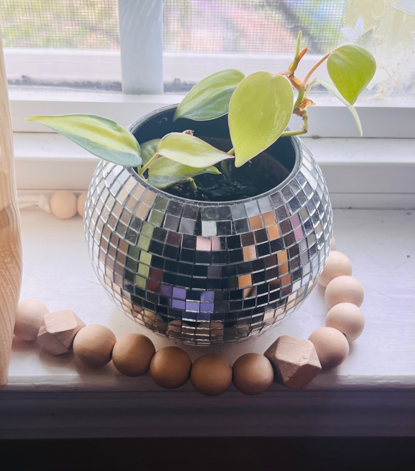 3” Philodendron Brasil + Disco Planter Pot