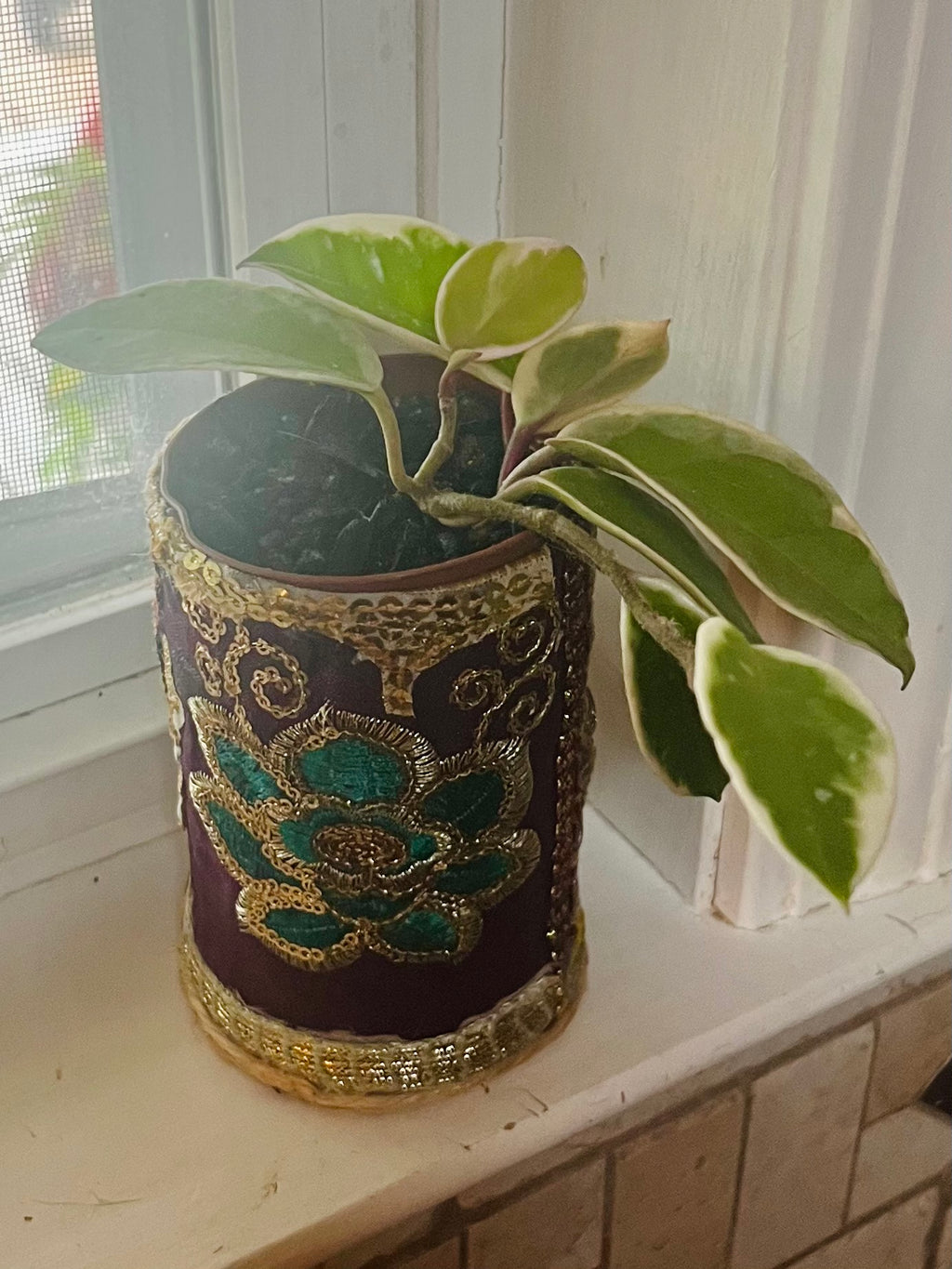 3” Hoya Krimson Queen + upcycled Planter