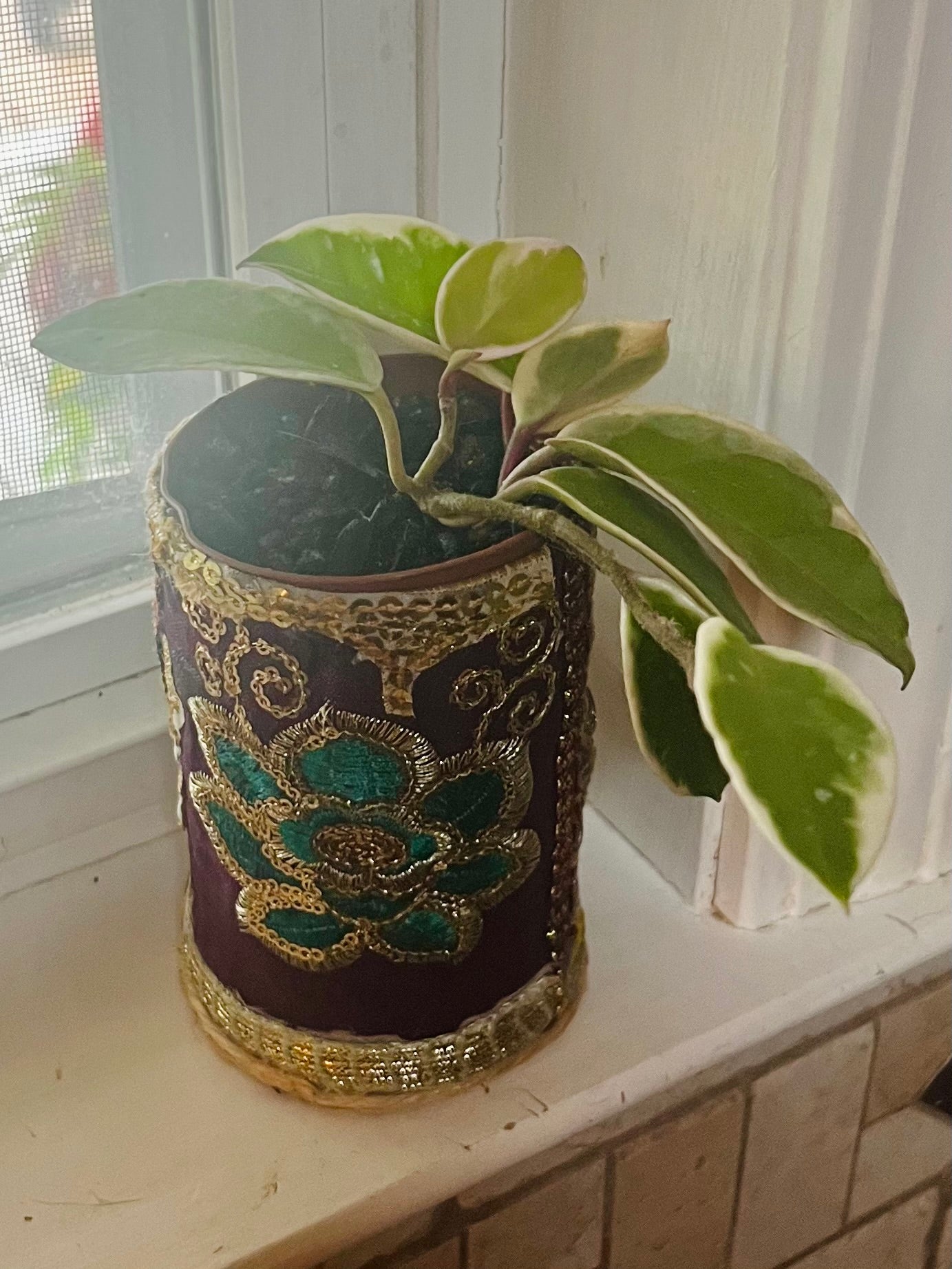 3” Hoya Krimson Queen + upcycled Planter