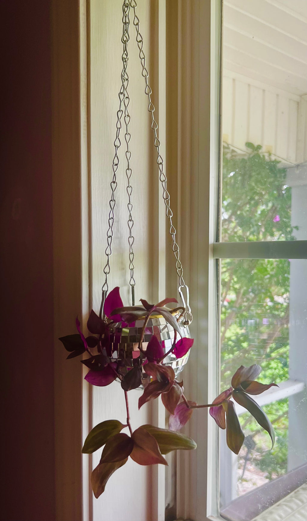 3” Tradescantia zebrina Wandering Dude + Hanging Disco Planter Pot
