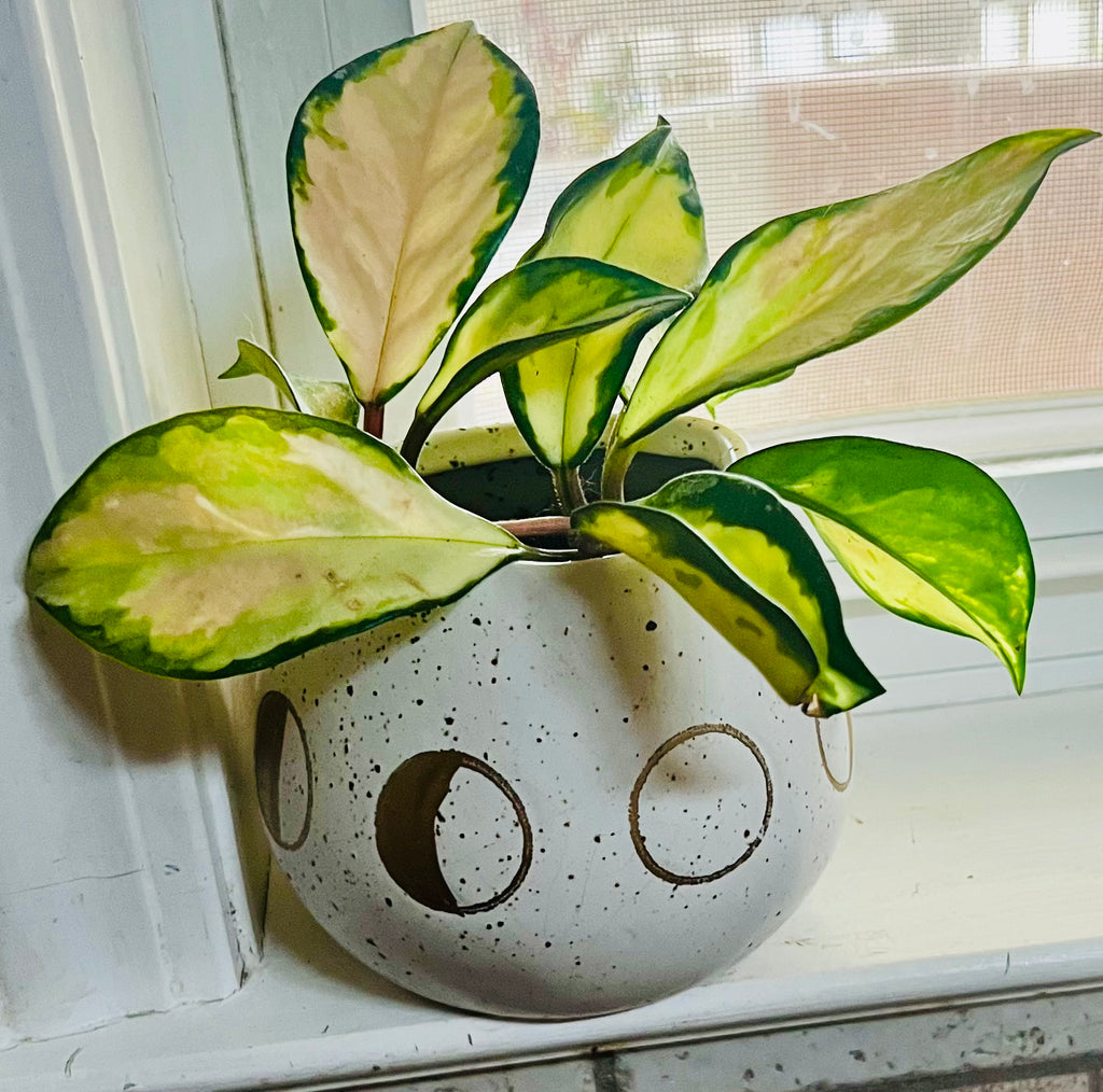 Hoya Krimson Queen + 4.5 Ceramic Planter