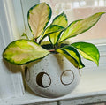 Hoya Krimson Queen + 4.5 Ceramic Planter