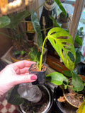 Monstera Adansonii starter plant • rooted propagated node • cuttings available