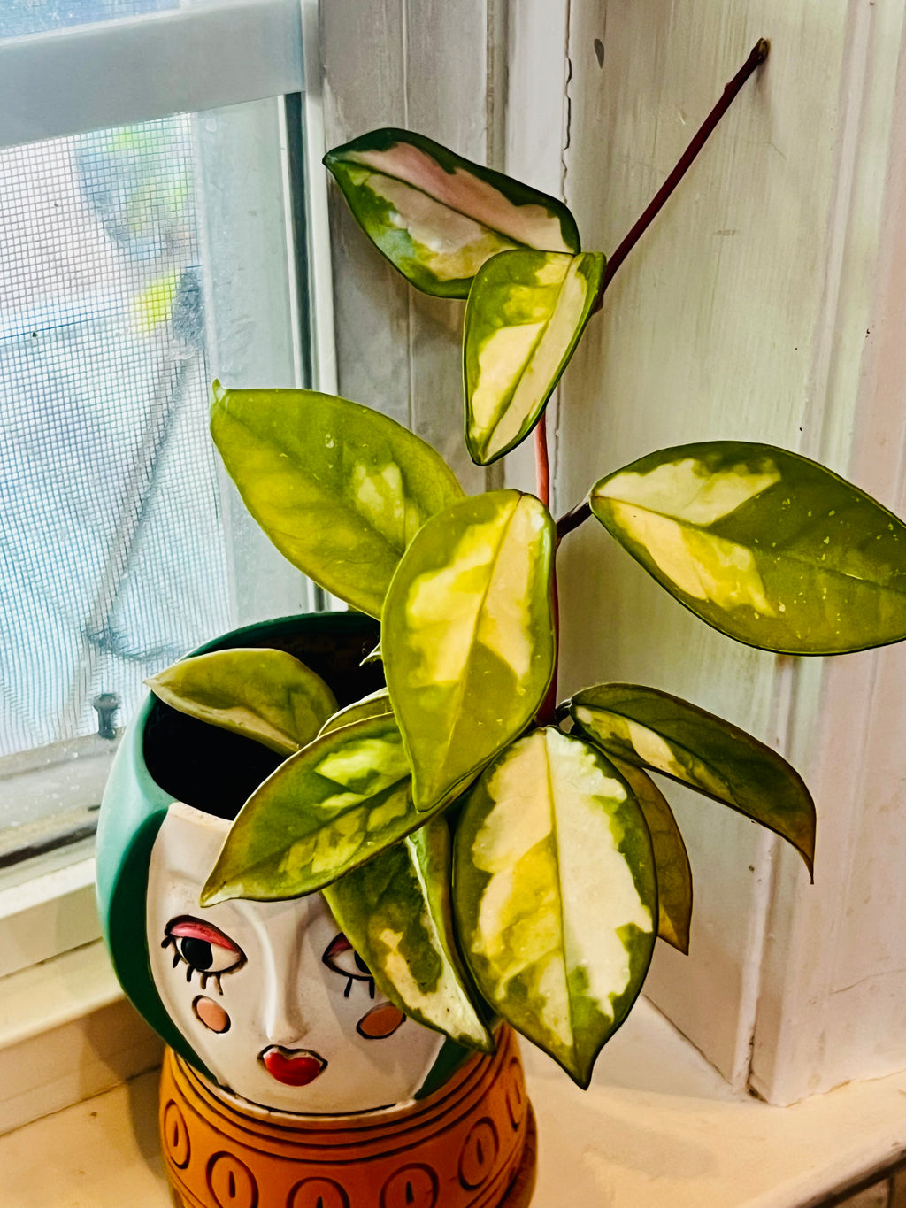 Hoya Tricolor + Planter