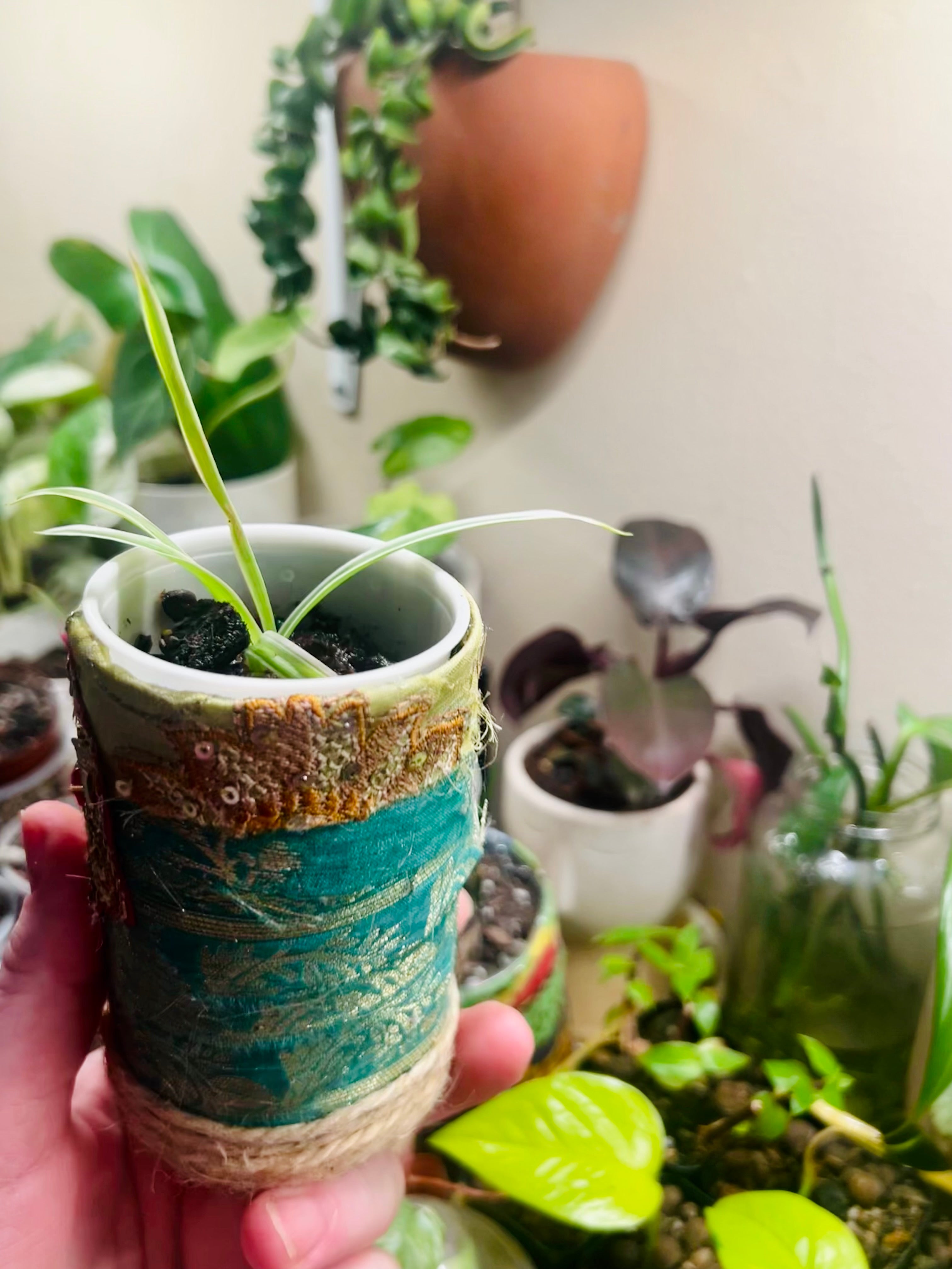 2” Spider Plant + upcycled Planter