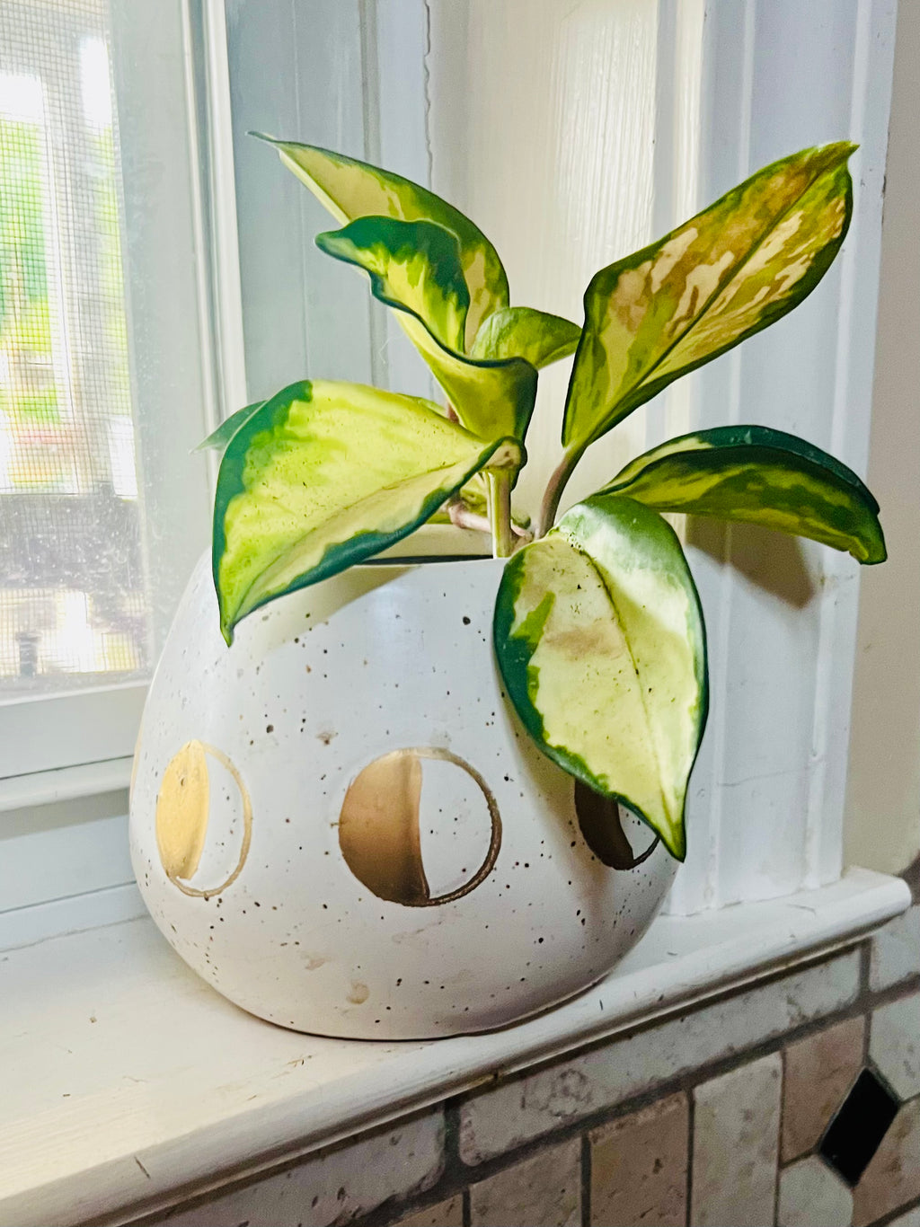 Hoya Krimson Queen + 4.5 Ceramic Planter