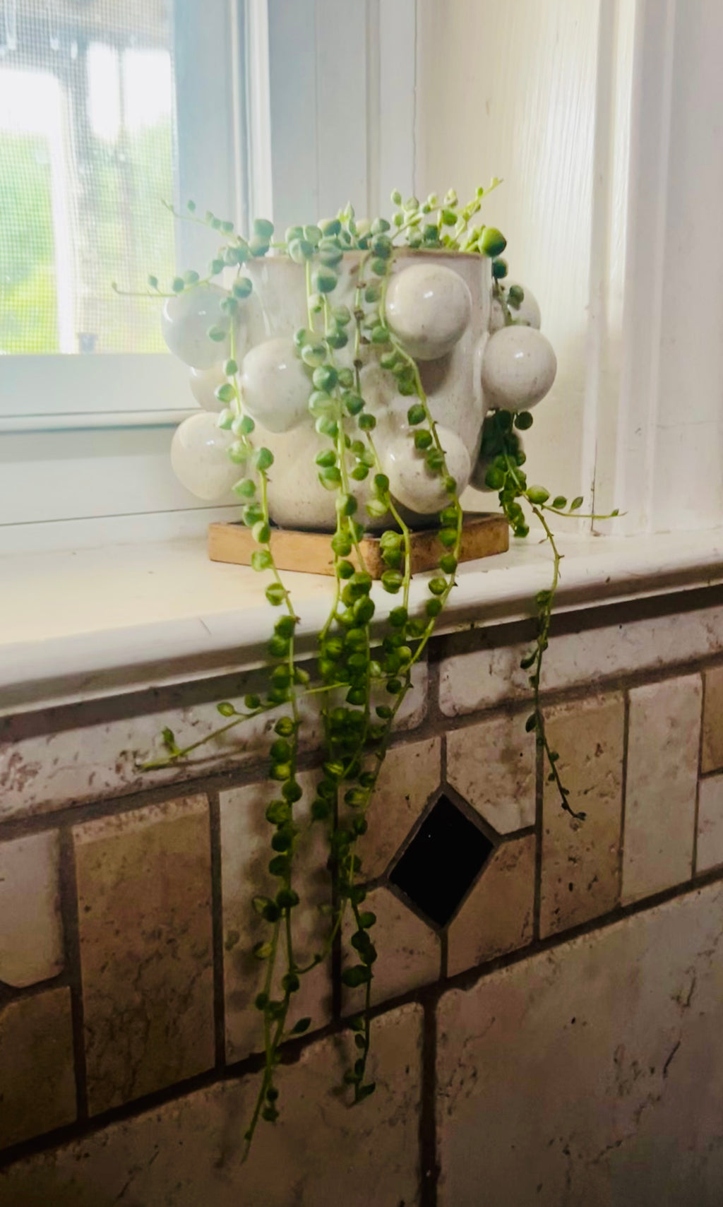 Variegated String of Pearls + Planter