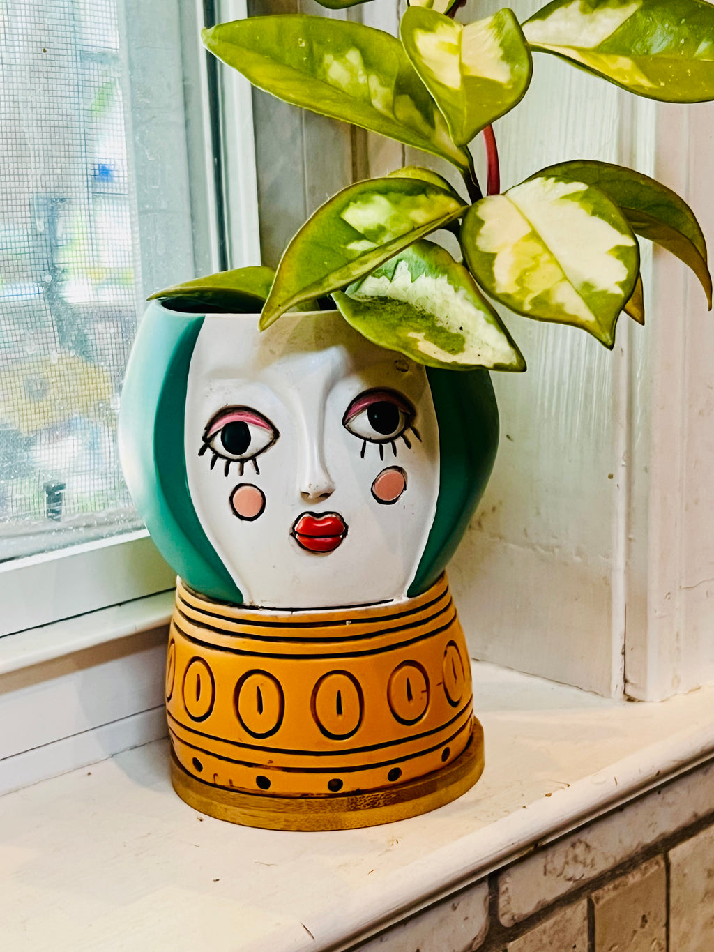 Hoya Tricolor + Planter