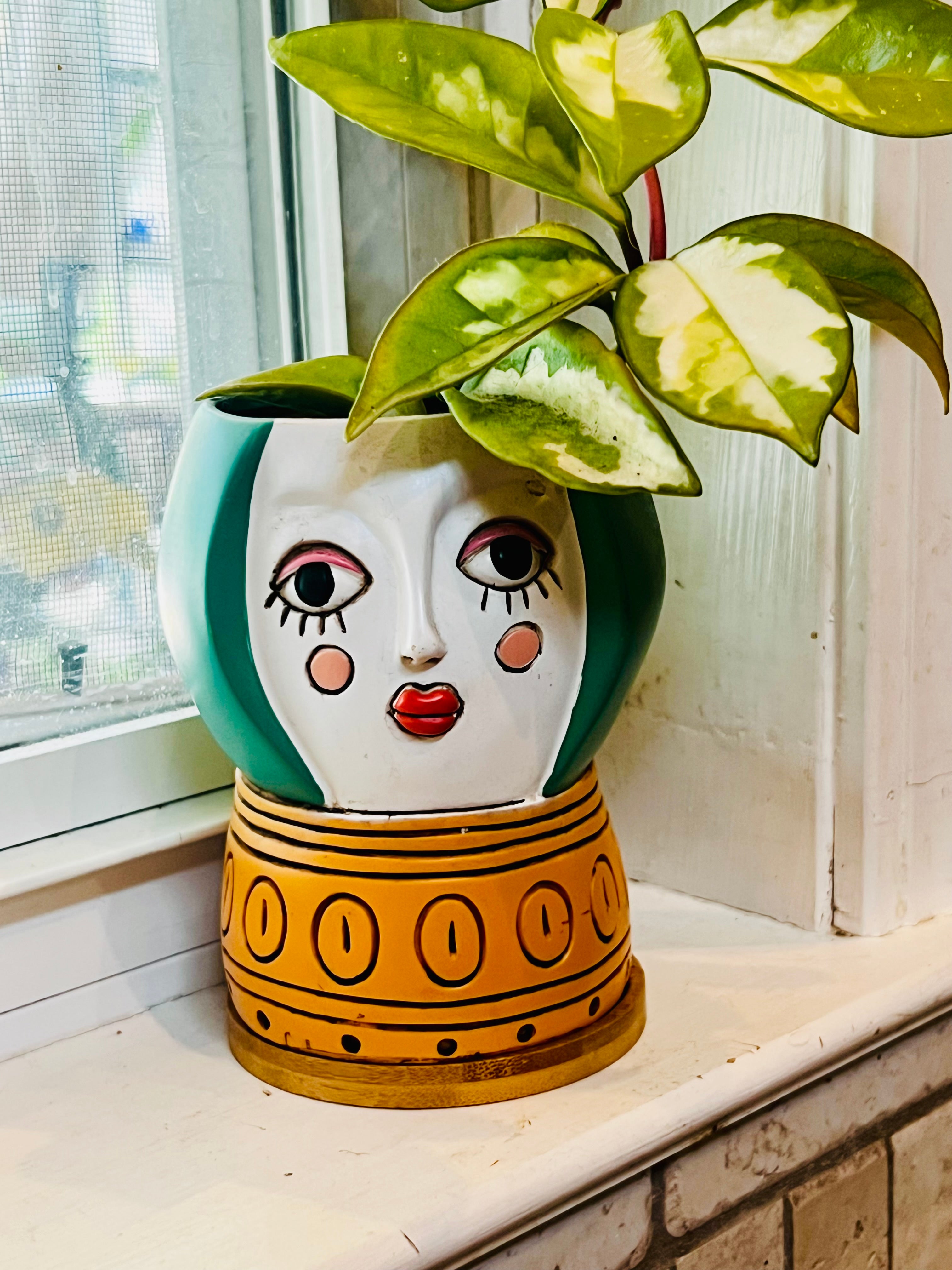 Hoya Tricolor + Planter