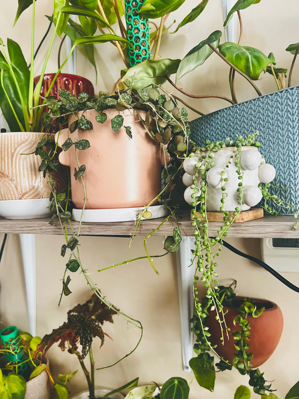 Variegated String of Pearls + Planter