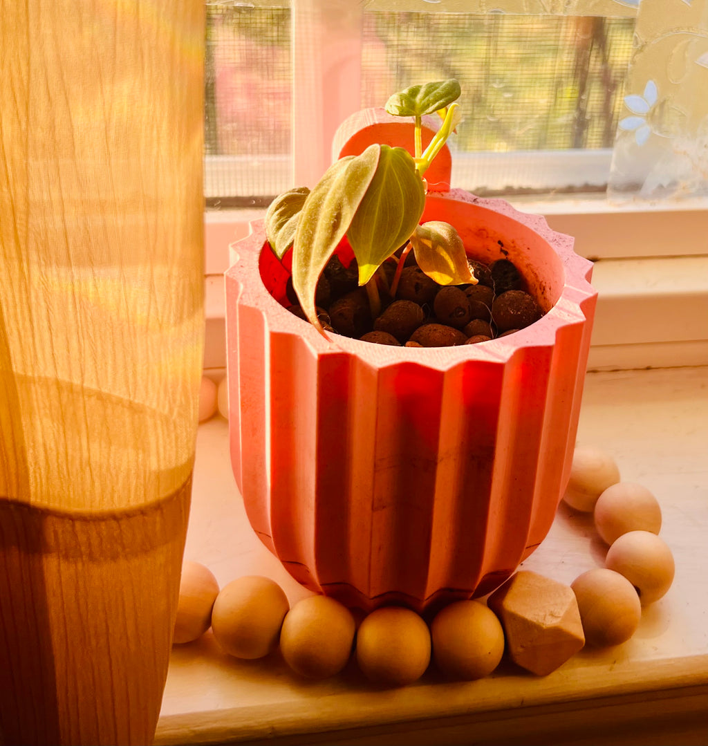 3” Rooted Micans Philodendron Starter Plant