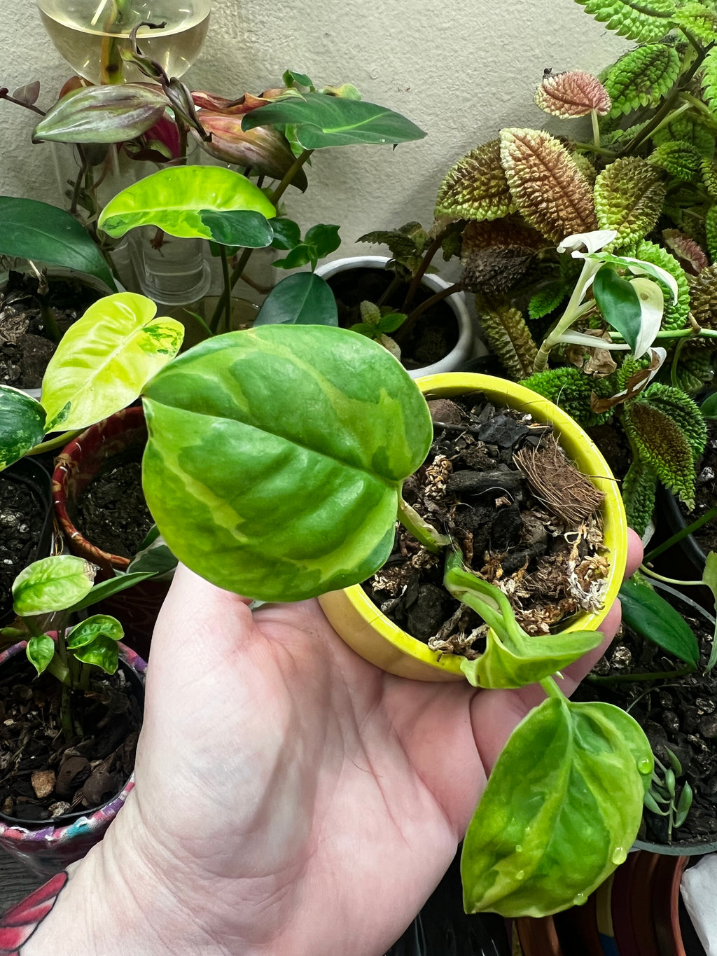 2” Global Green Pothos + Ceramic pot